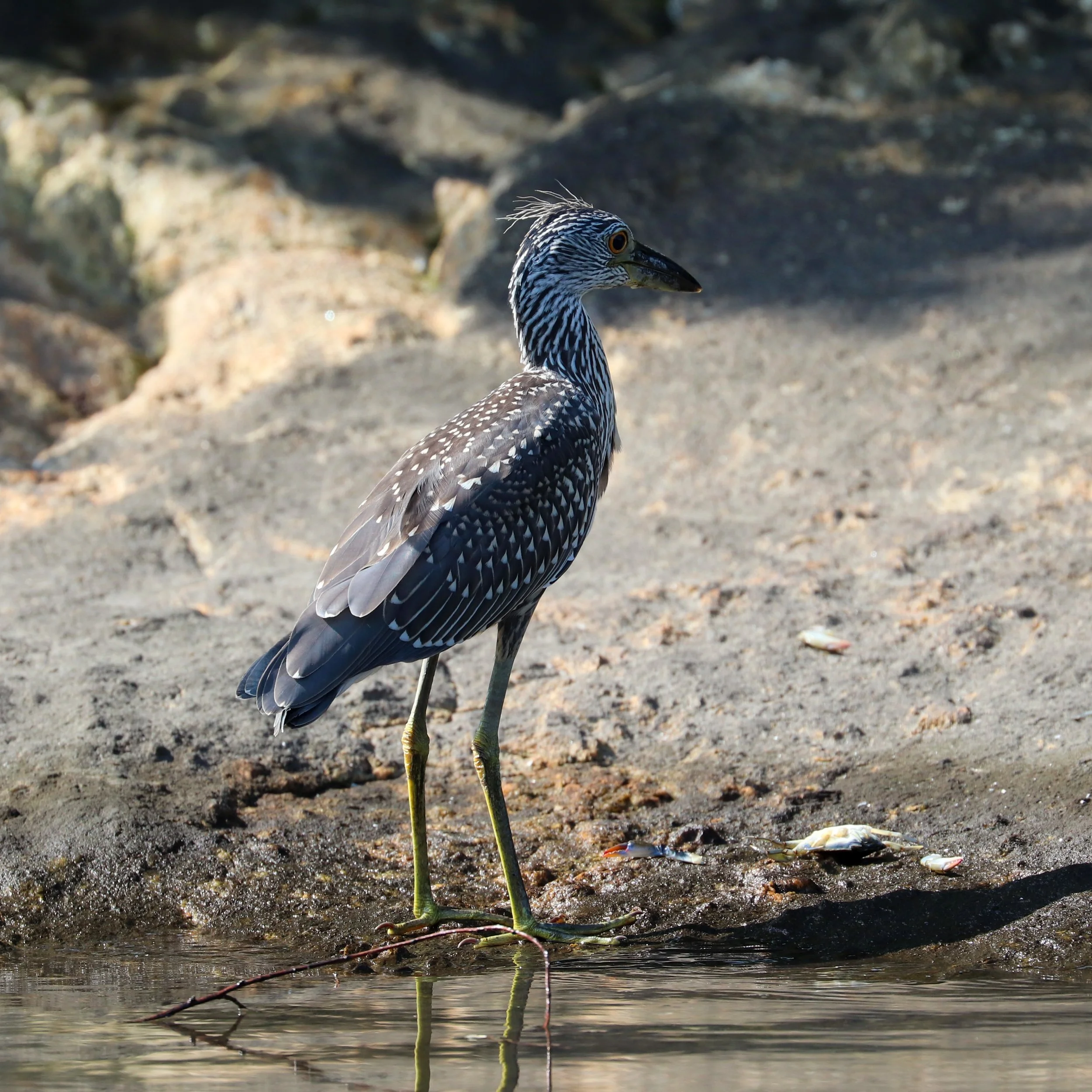 Yellow-crowned Night Heron