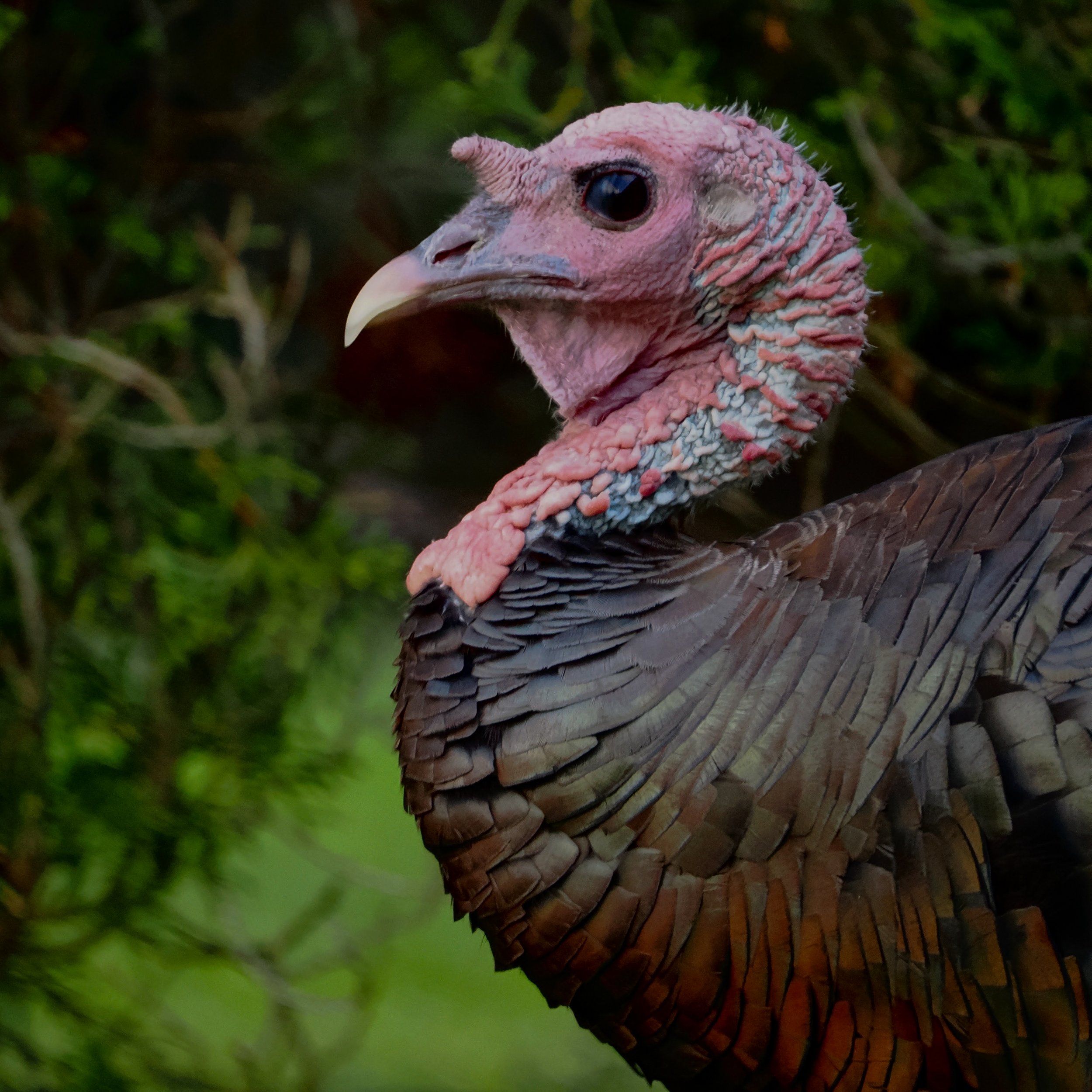 Wild Turkey