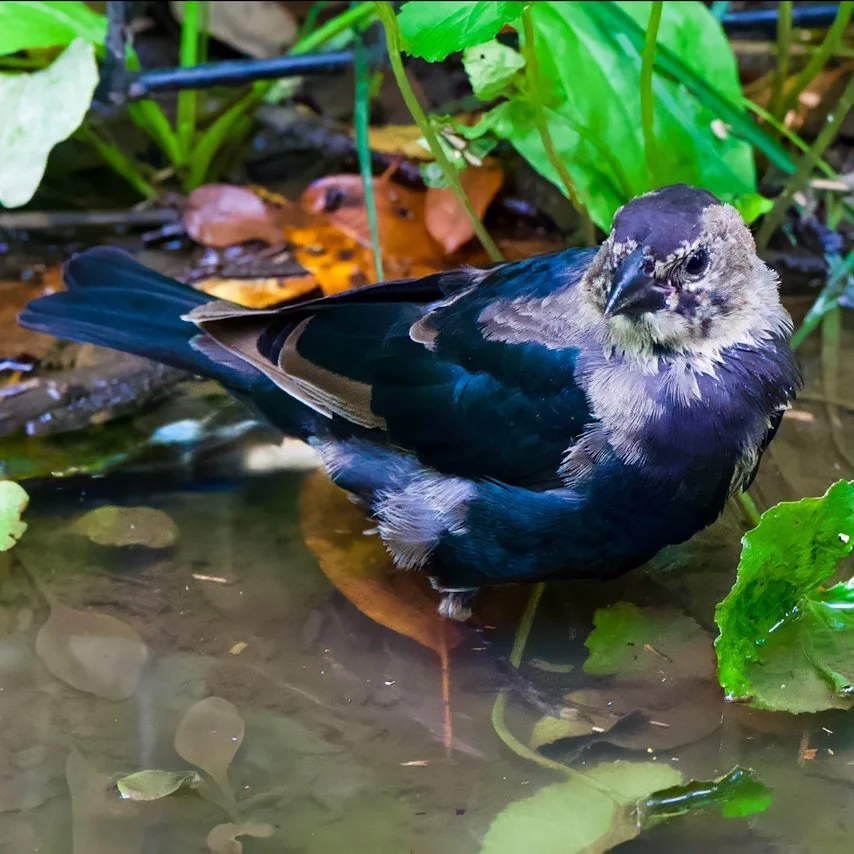 Brown-headed Cowbird