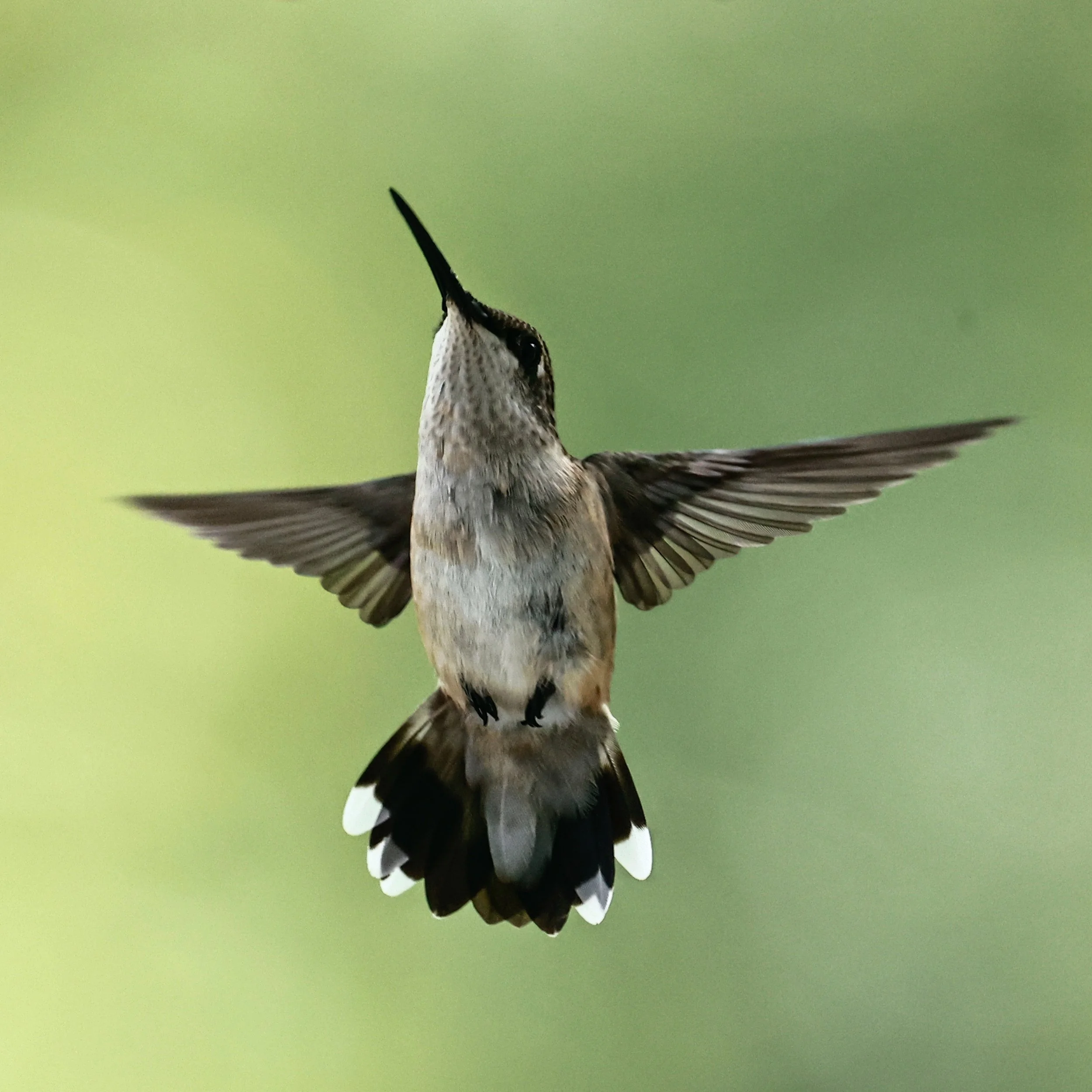 Ruby-throated Hummingbird