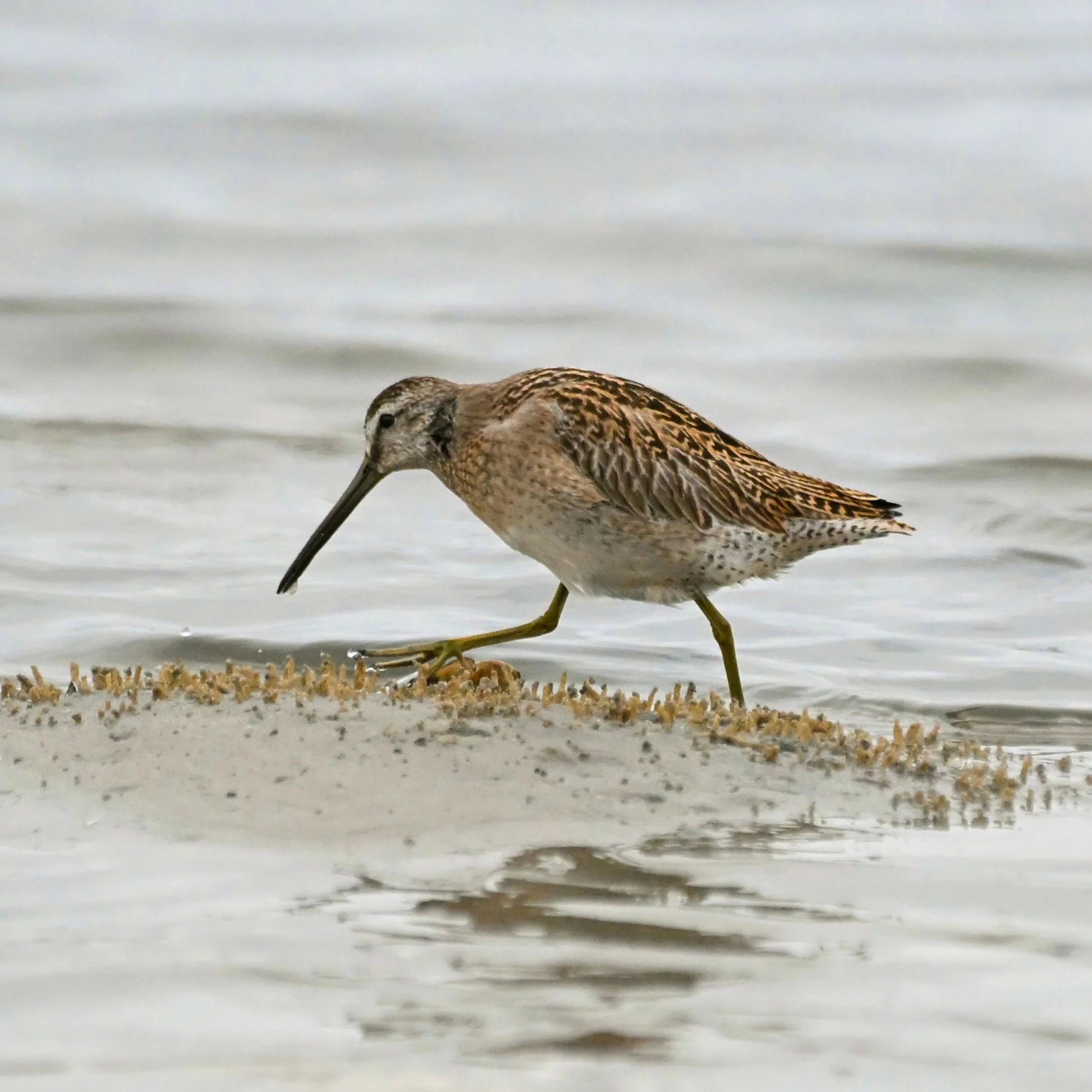 Short-billed Dowitcher