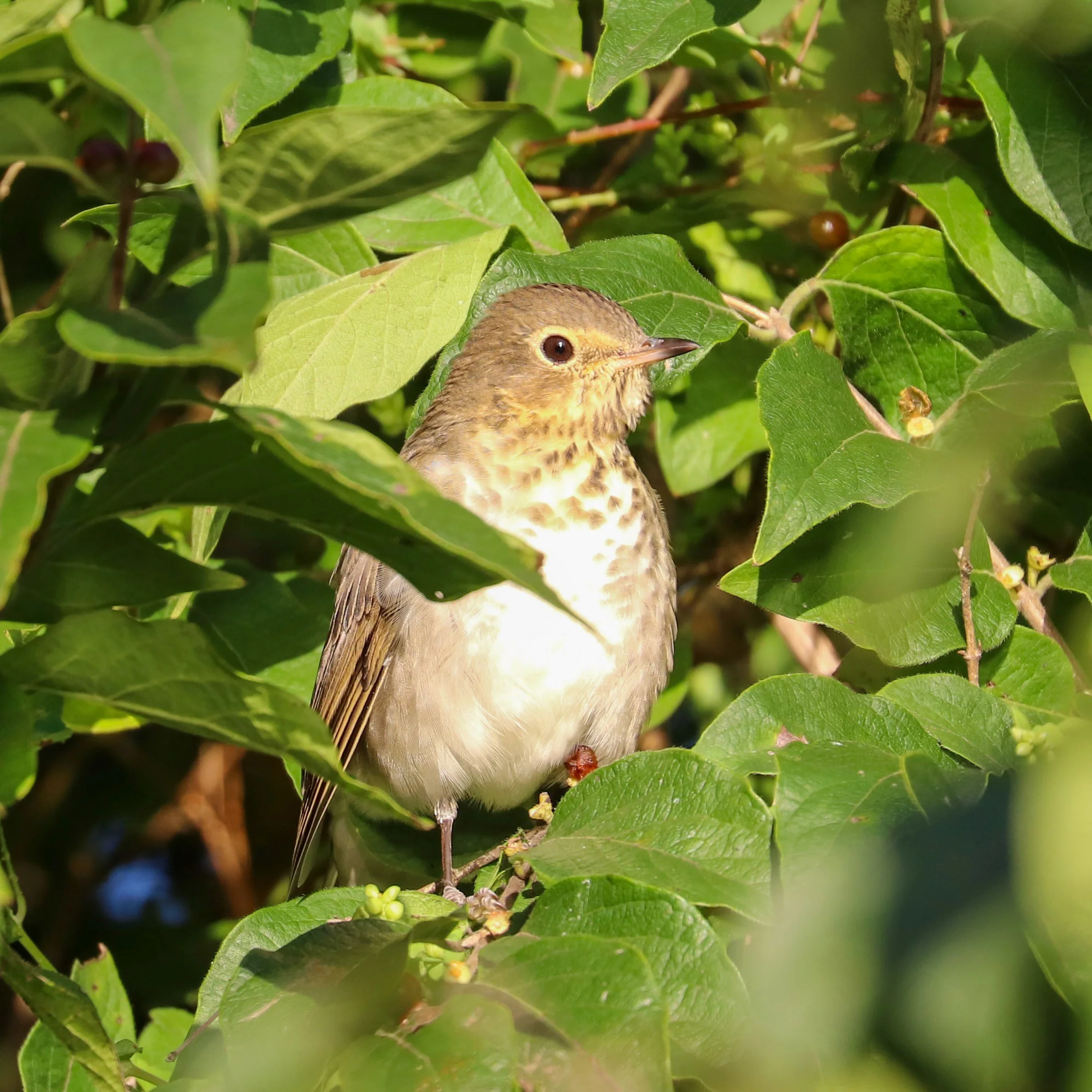 Swainson's Thrush