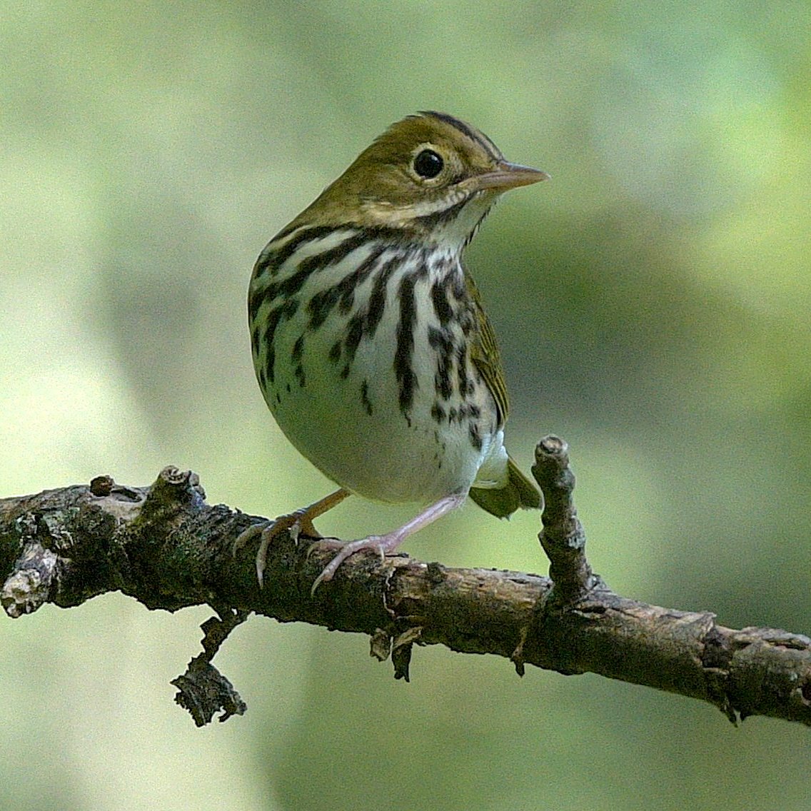 Ovenbird