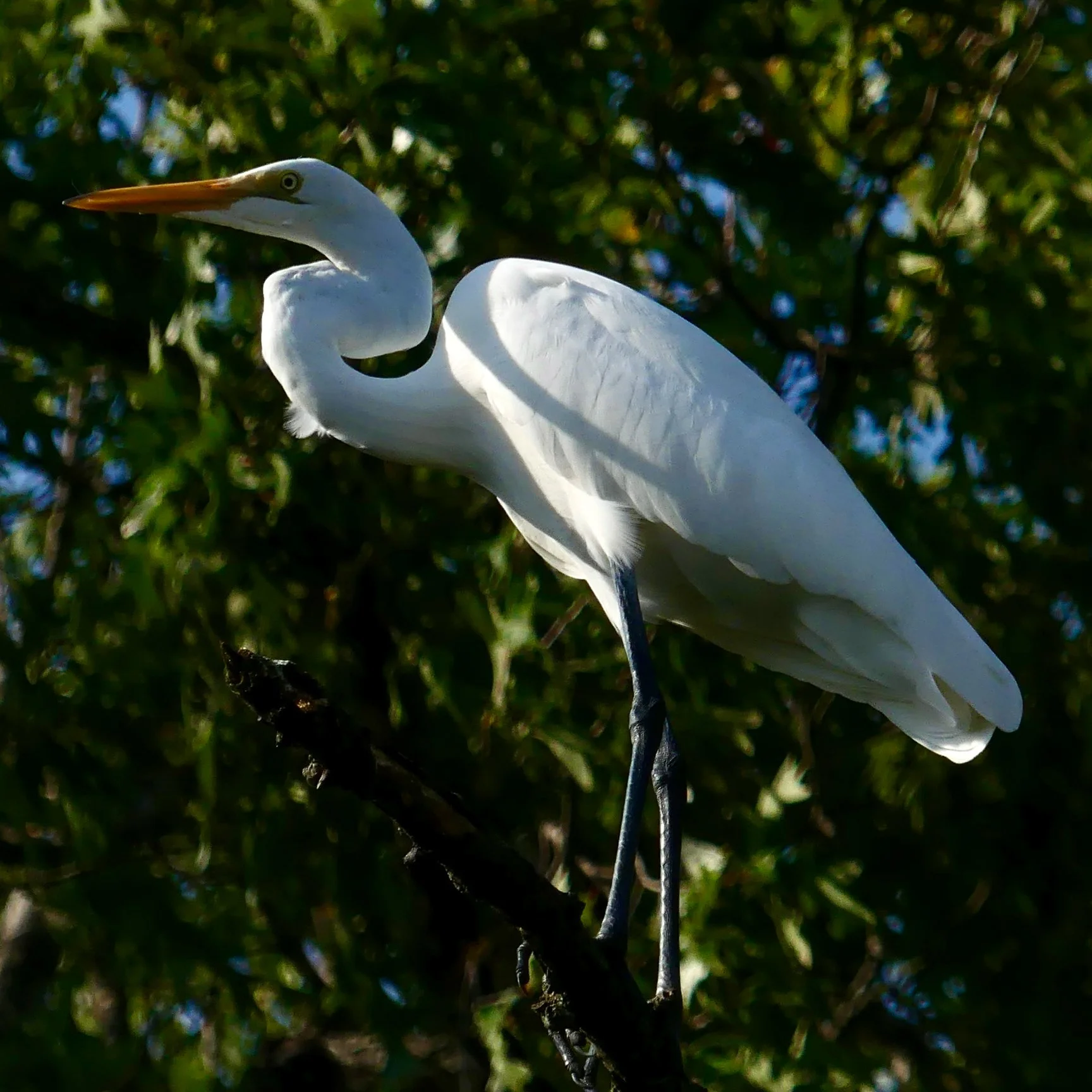 Great Egret
