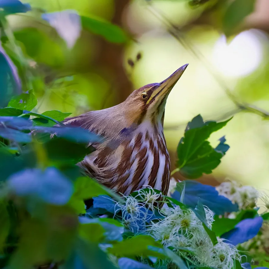 American Bittern