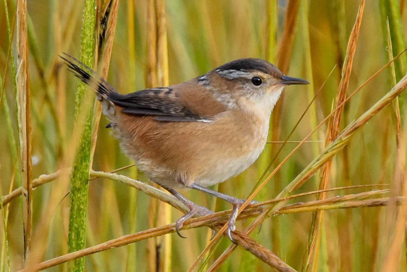 Upcoming — Bronx River Sound Shore Audubon