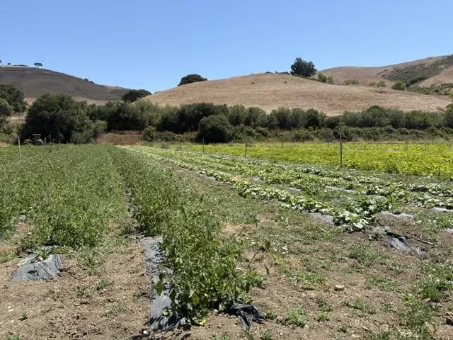 Santa Ynez Band of Chumash Indians Foundation Team to Volunteer at Veggie Rescue’s Shepherd Giving Farm
