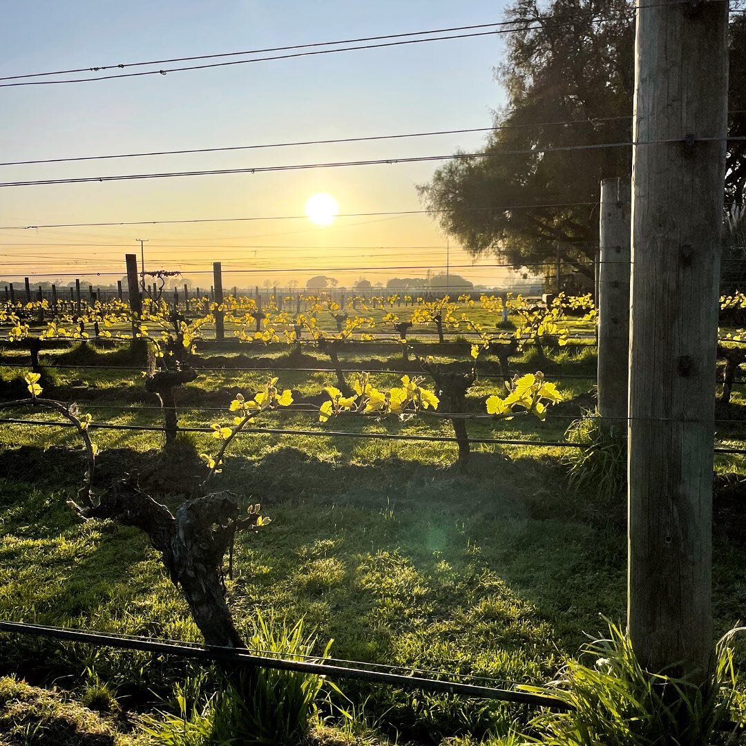 Nothing like being up at #sparrowfart in #spring 🙌🏻

Our Kerseley Estate vineyard, the 'home block' along Dillons Pt Rd. One of the 2 family owned and farmed vineyards where our Sauvignon Blanc is sourced from, for our #masseydacta #sauvignonblanc 