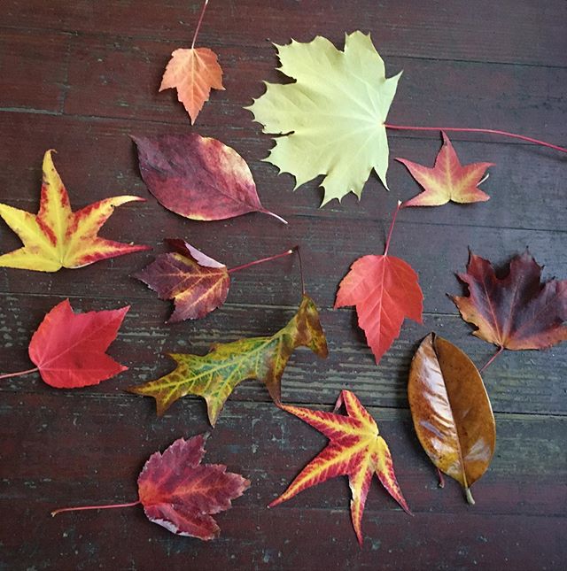 Inviting children to collect nature is a great way for them to orient to the season and actively notice the natural world around them.
.
Leaf gathering is favorite fall activity, and is an appropriate project for any walking child. Once collected, le