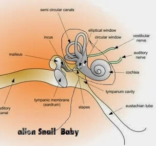 Alien Snail Baby.jpg