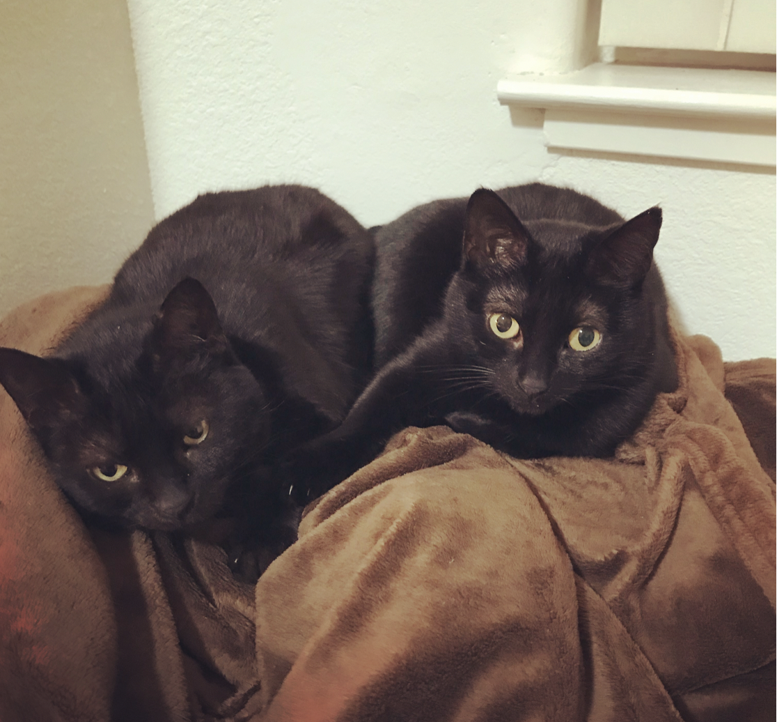 Snags cats.png