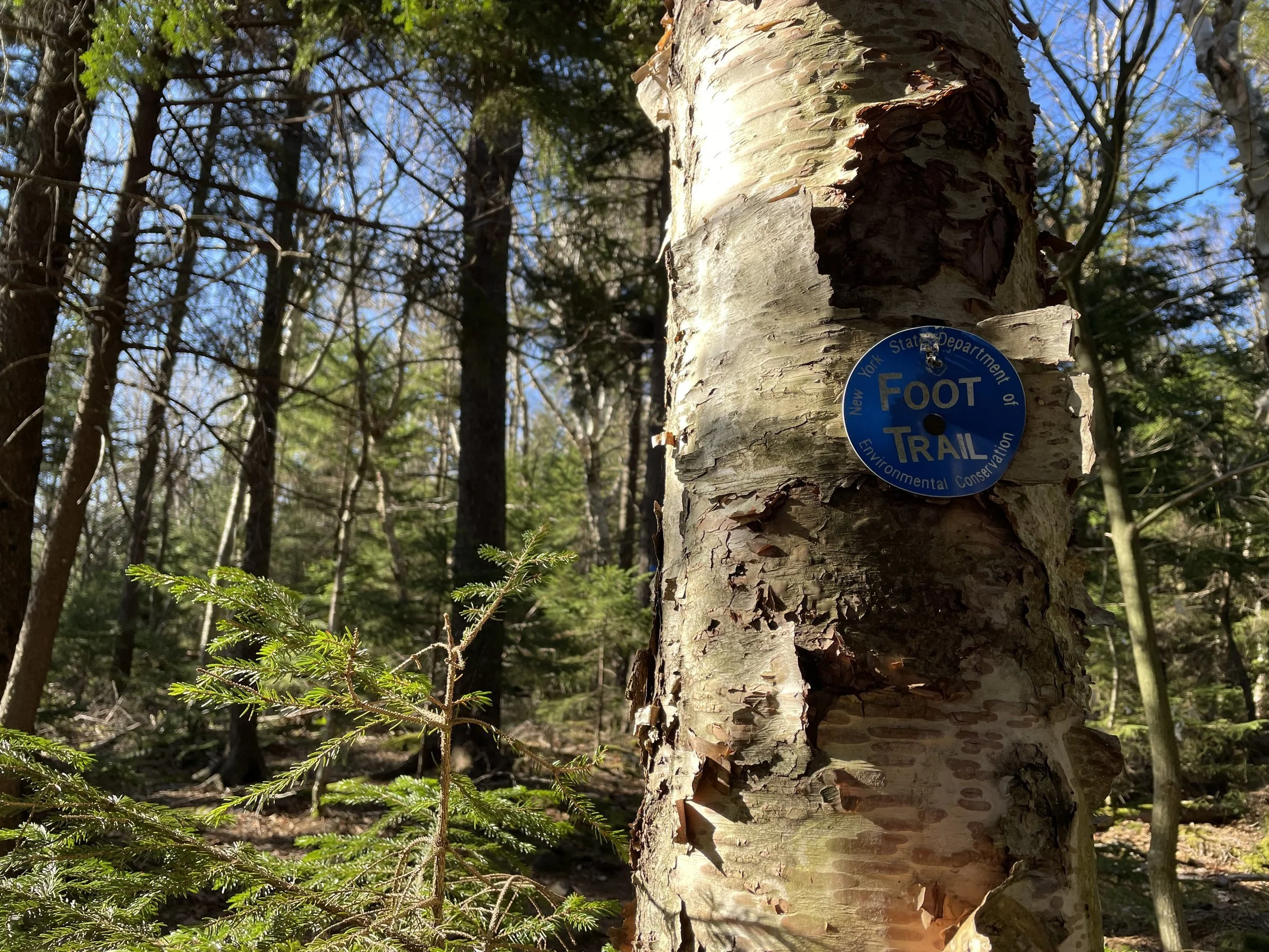 Catskill Fire Tower Series: Nature Meditation &amp; Botanical Drawing - Upper Esopus