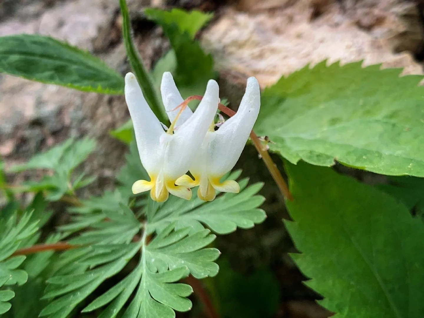 Season Spotlight: Ephemeral Wildflowers