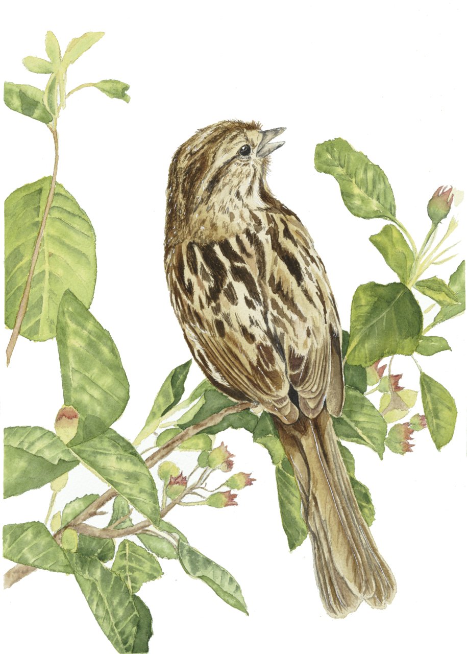 House Sparrow on branch 8x11.jpeg