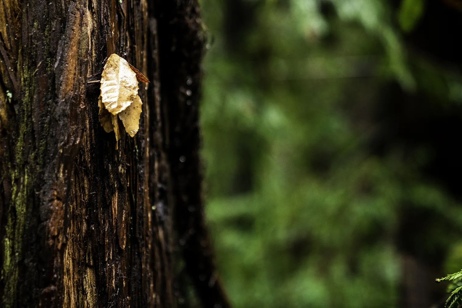 Dead Leaf on a Redwood