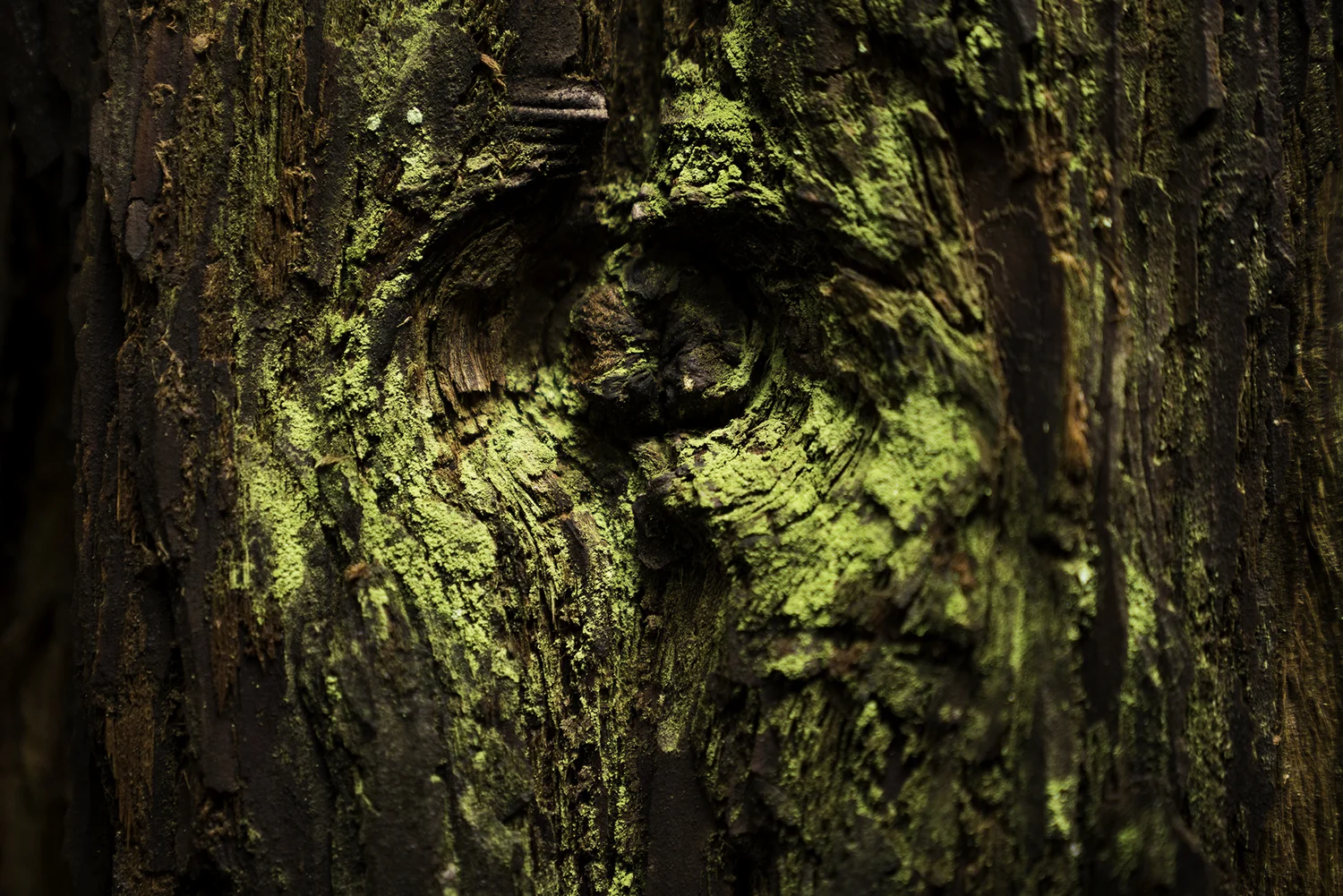 The Redwood