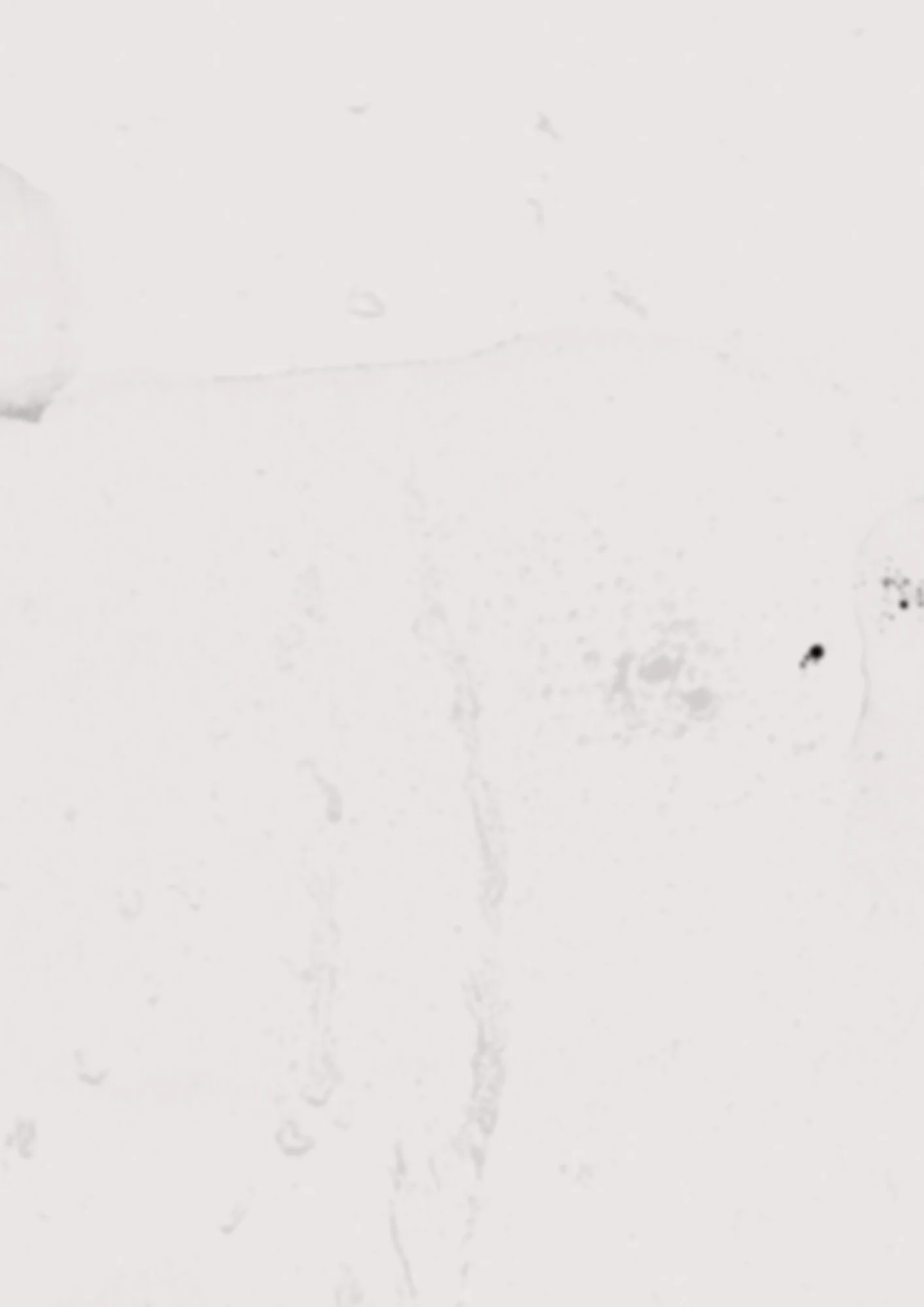 textured page background (8).jpg