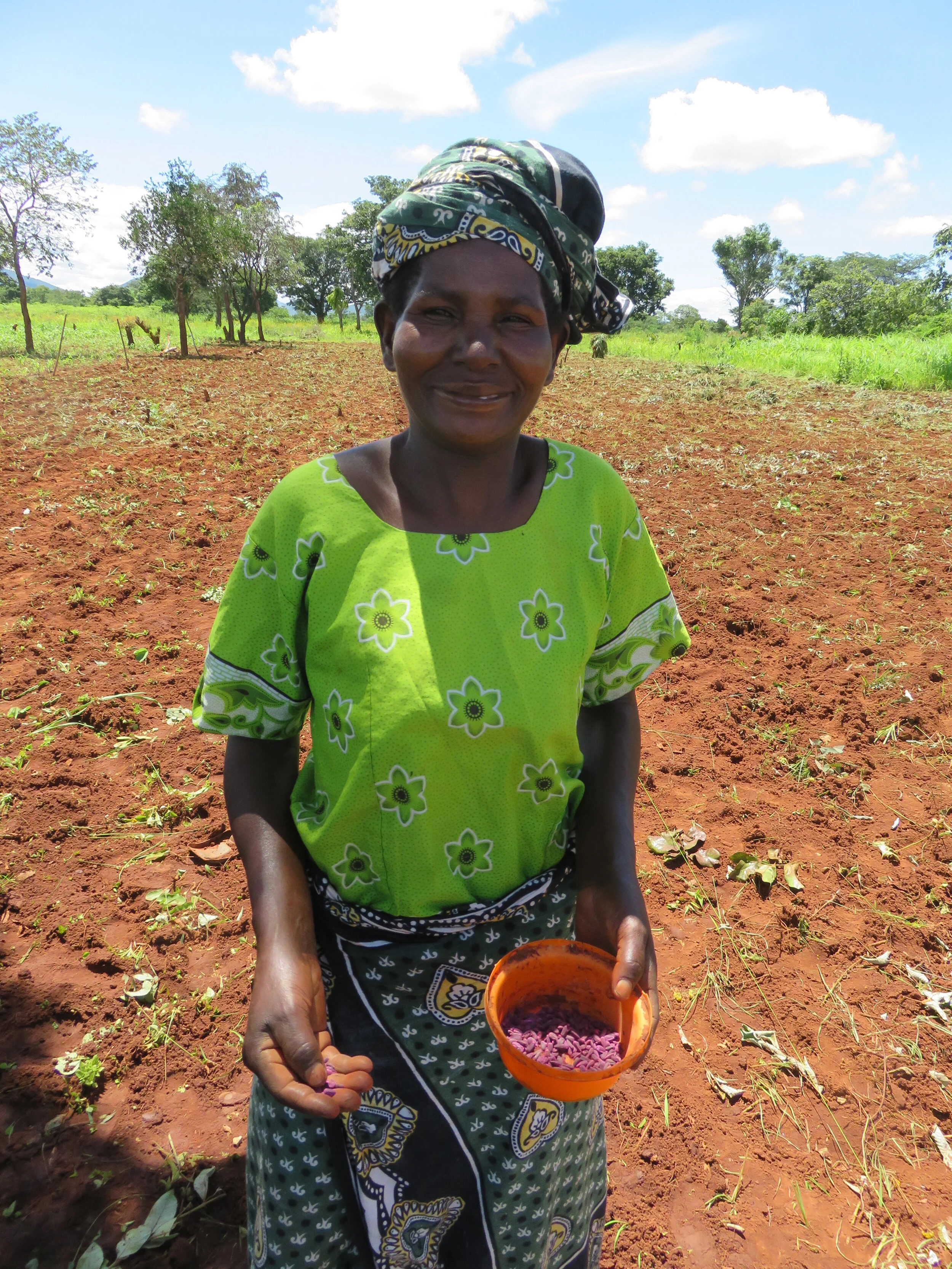 ~600 mini sunflower demonstration plots developed
