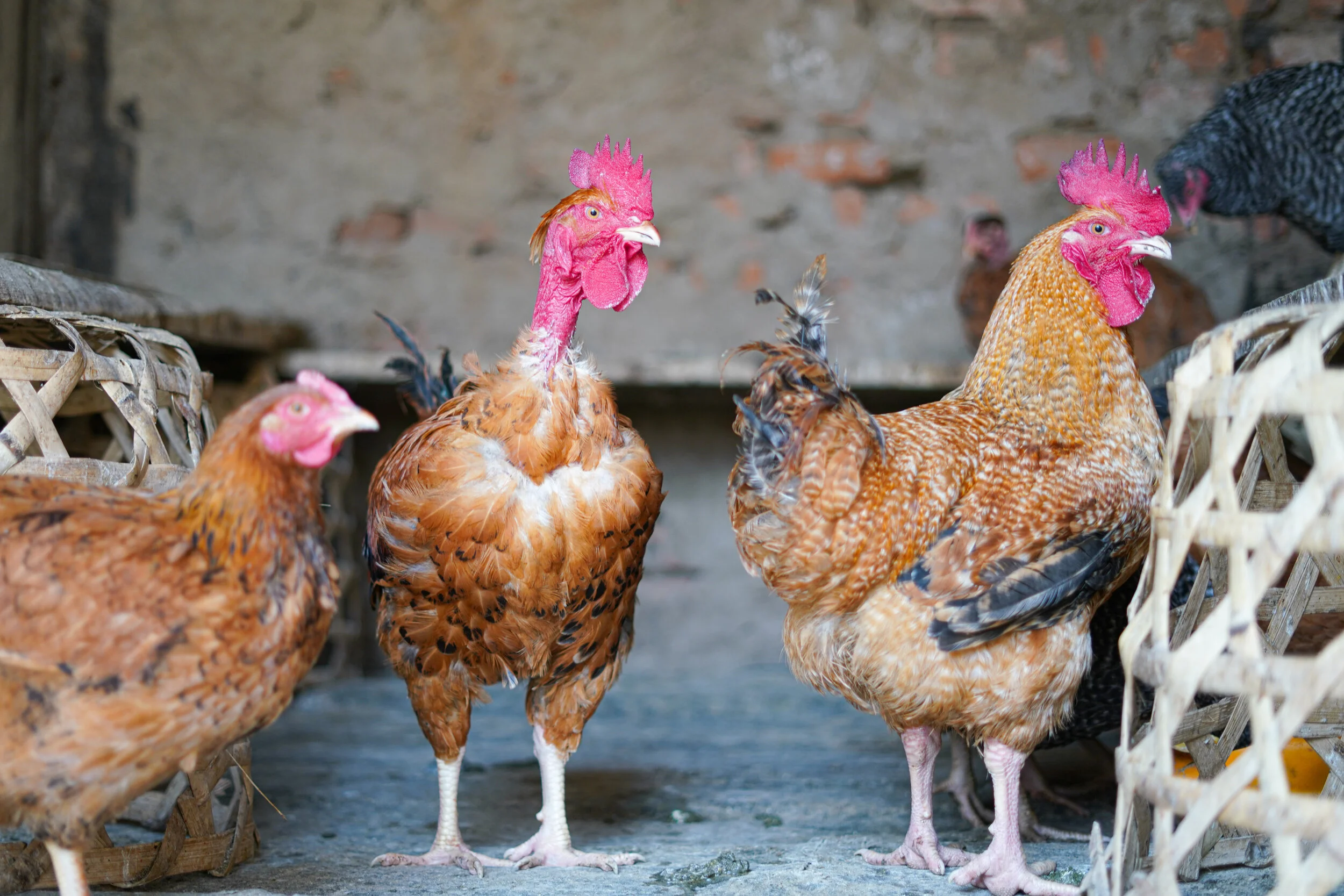Poultry Breeds