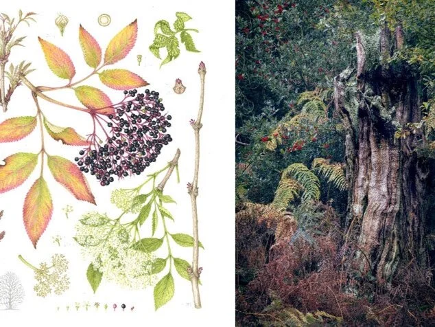 Saatchi Gallery extends the RHS Botanical Art &amp; Photography Show 2021 until October 9th