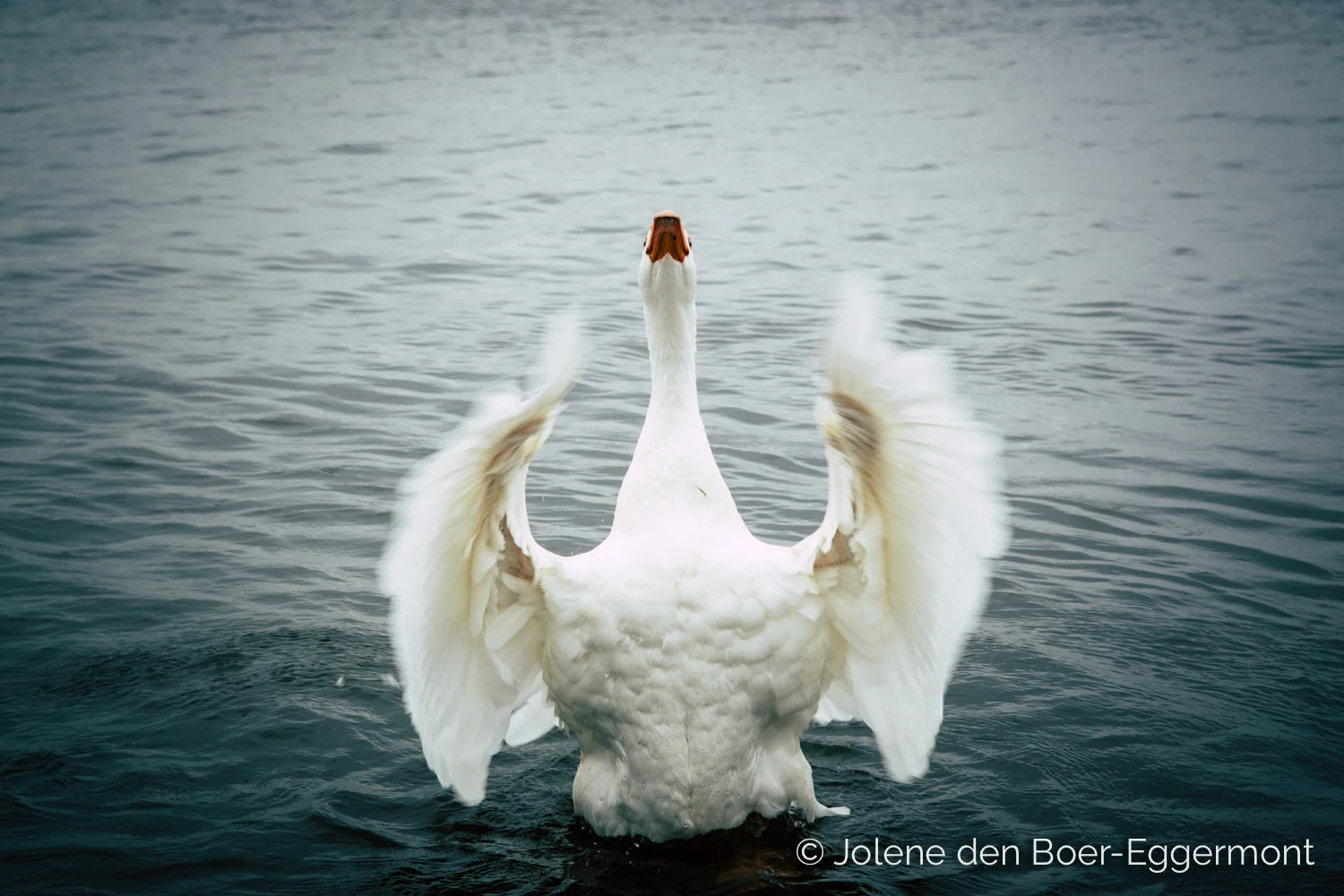 JoPhotoProjects_Goose.jpg