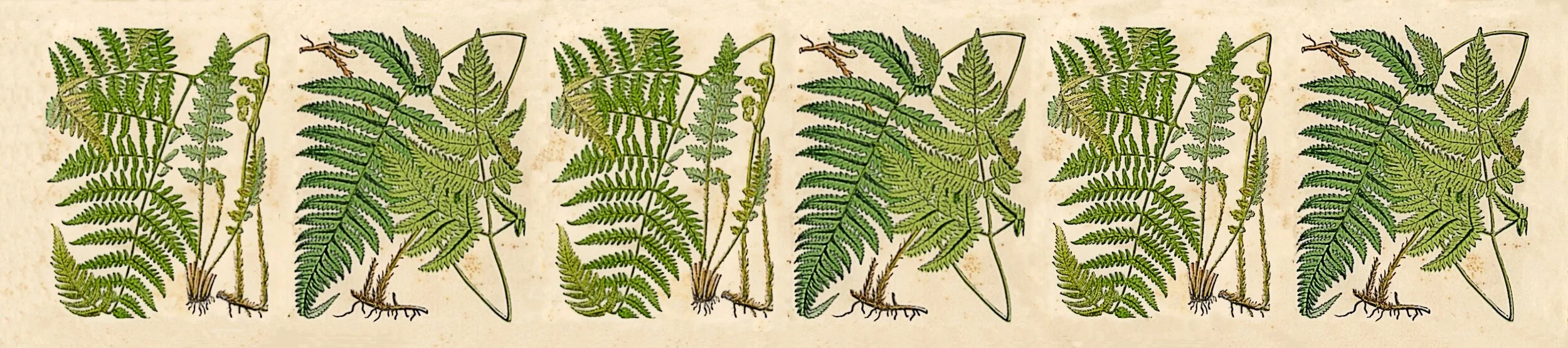 35cm fern shade.jpg