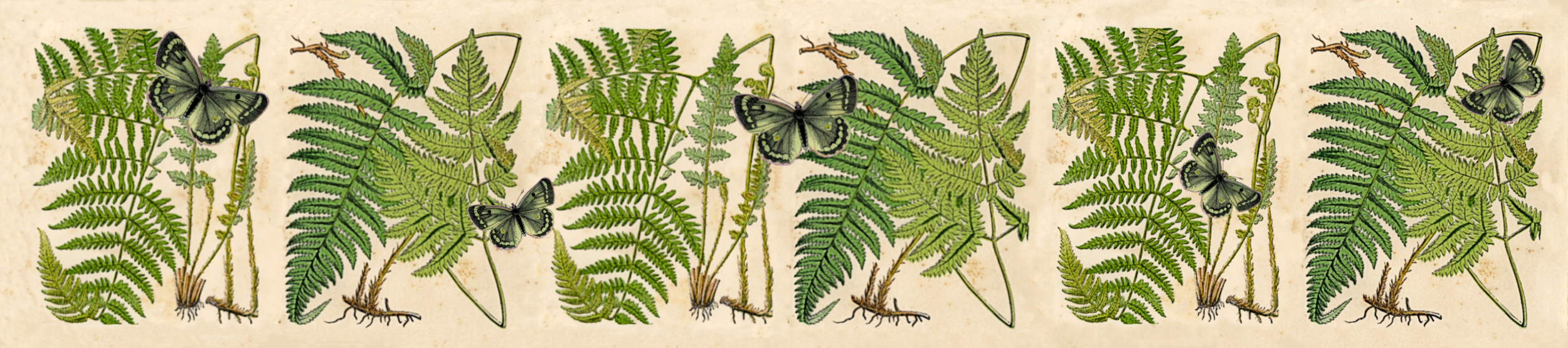 35cm butterfly fern shade.png