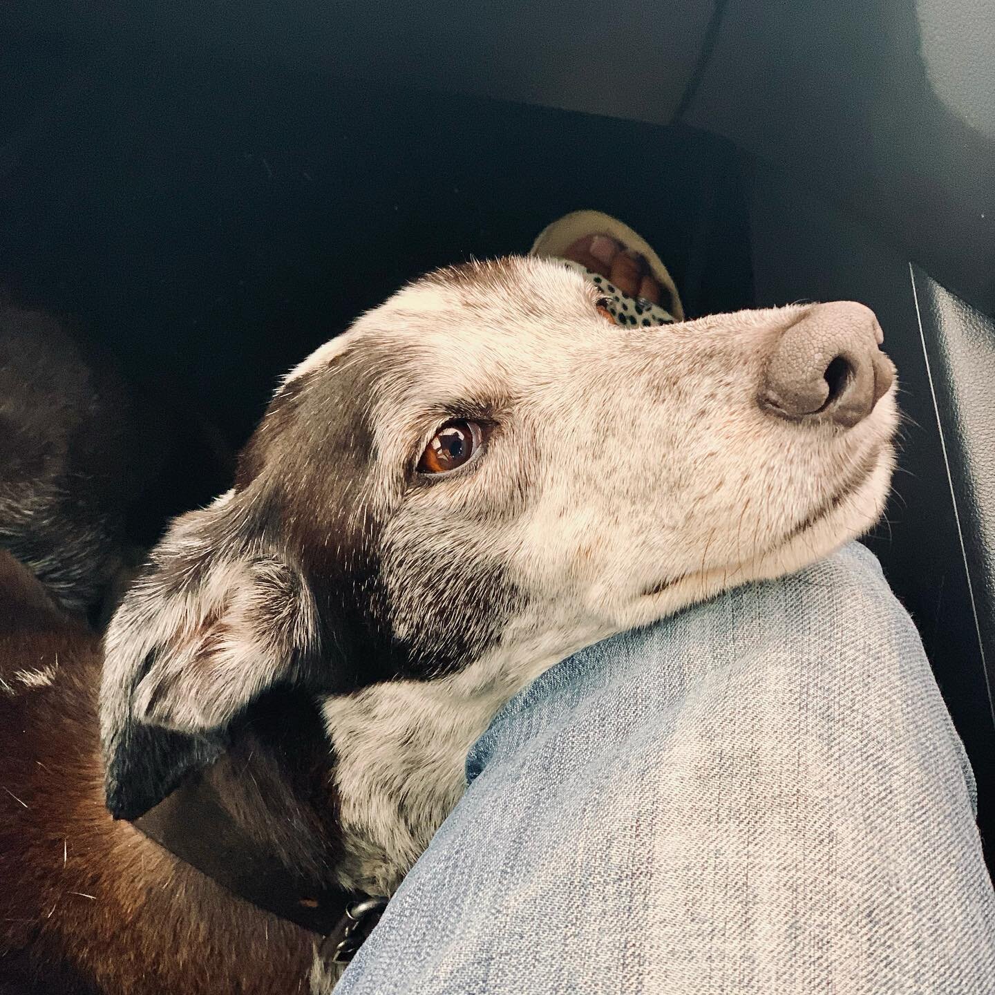 What better excuse to pop a picture of Murphy on my grid than #internationaldogday!?
🐾
My best boy, shadow, work companion, social aid and stress reliever. He&rsquo;s a pointer x lurcher, we got him as a rescue from @deernesskennels nine years ago a