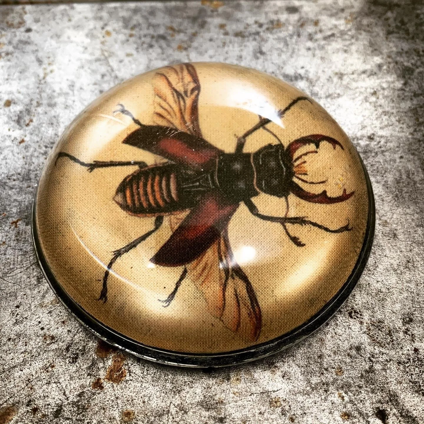 Kettle of Fish Designs Eclectic Vintage Style for Interiors