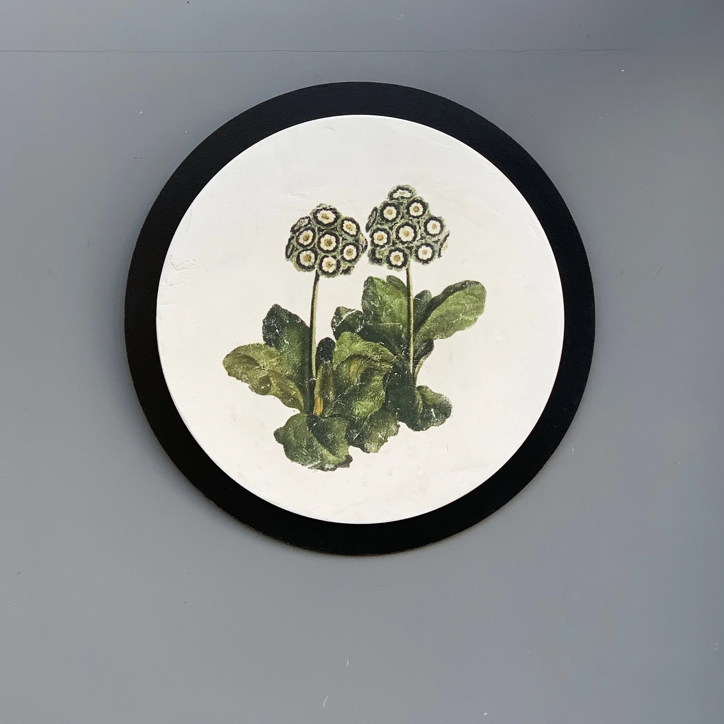 Auriculas on plaster