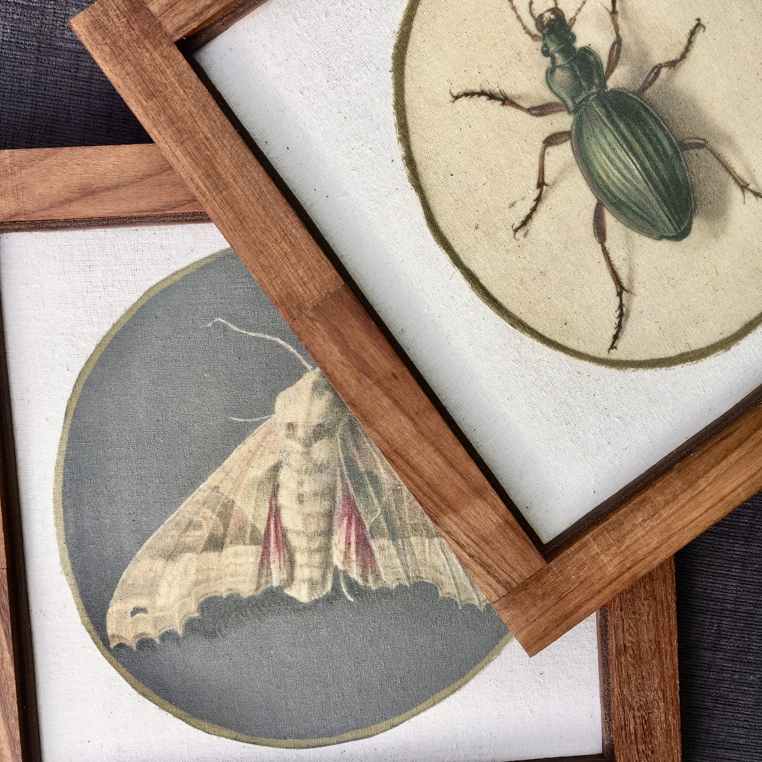 Natural history insect print in a recycled wood frame