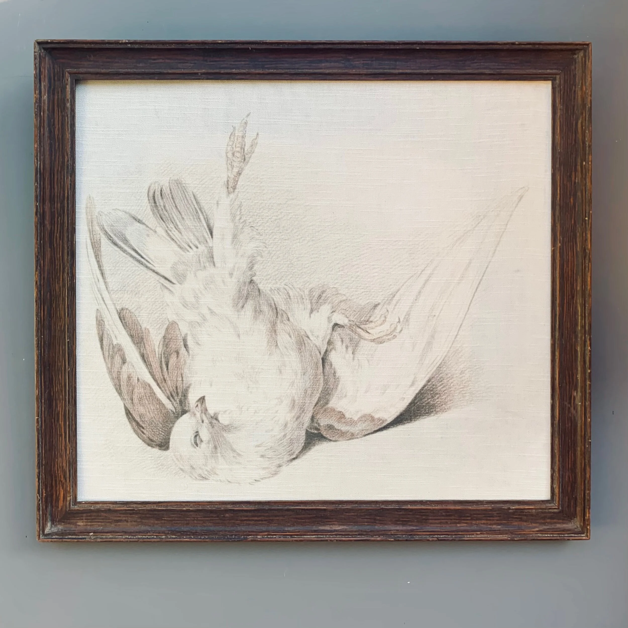 Dead dove on linen in antique frame