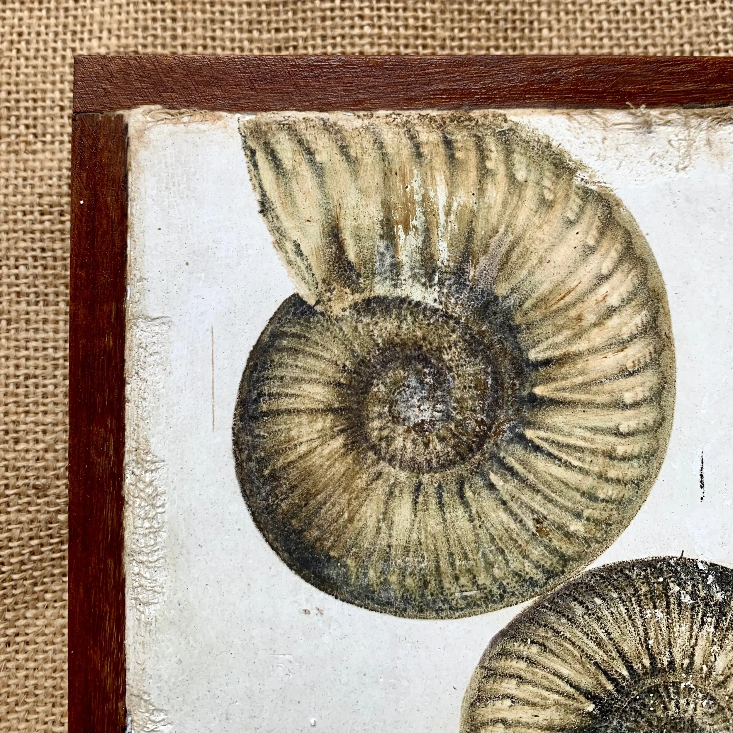 Ammonite Print on Plaster