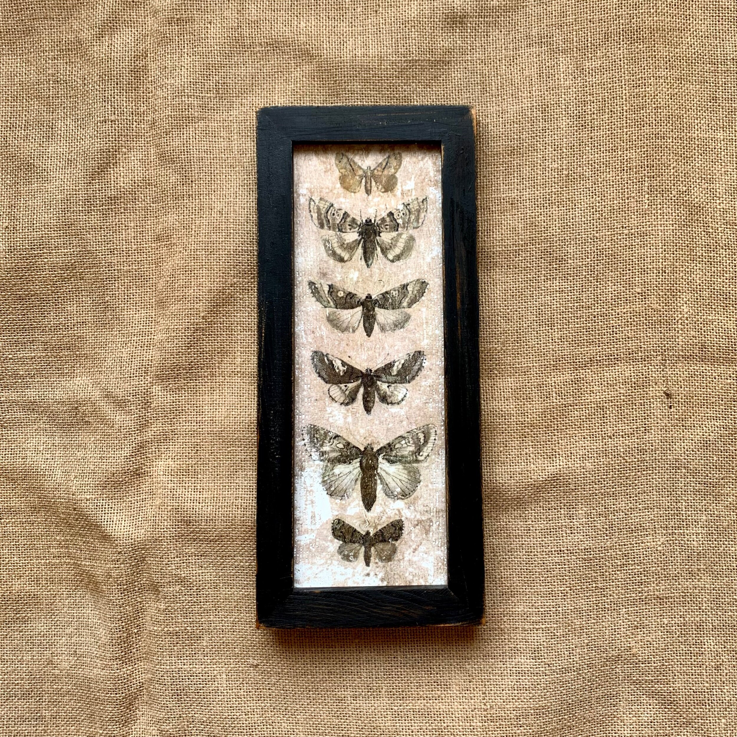 Moths print on plaster