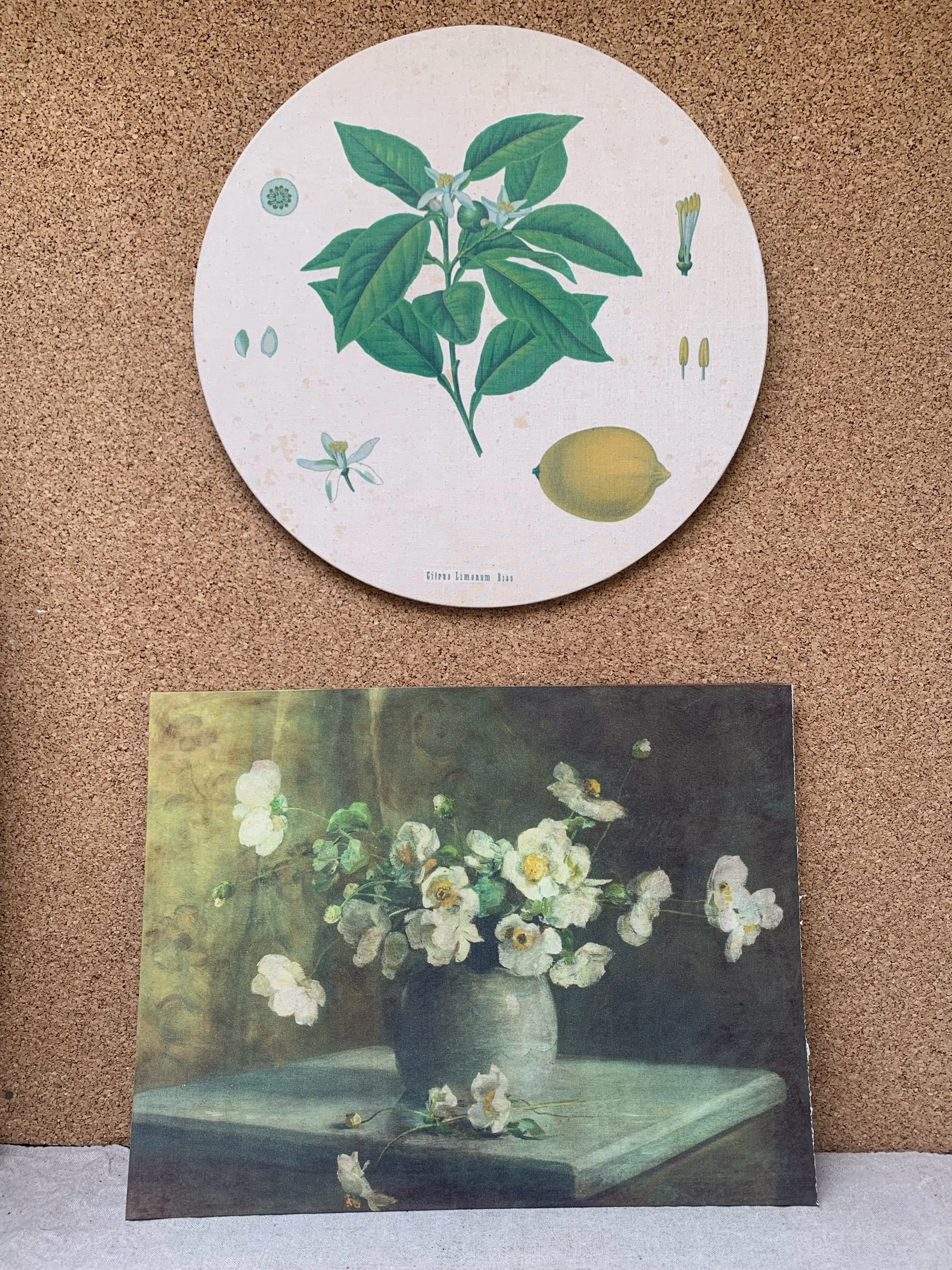 Anemones and Lemons