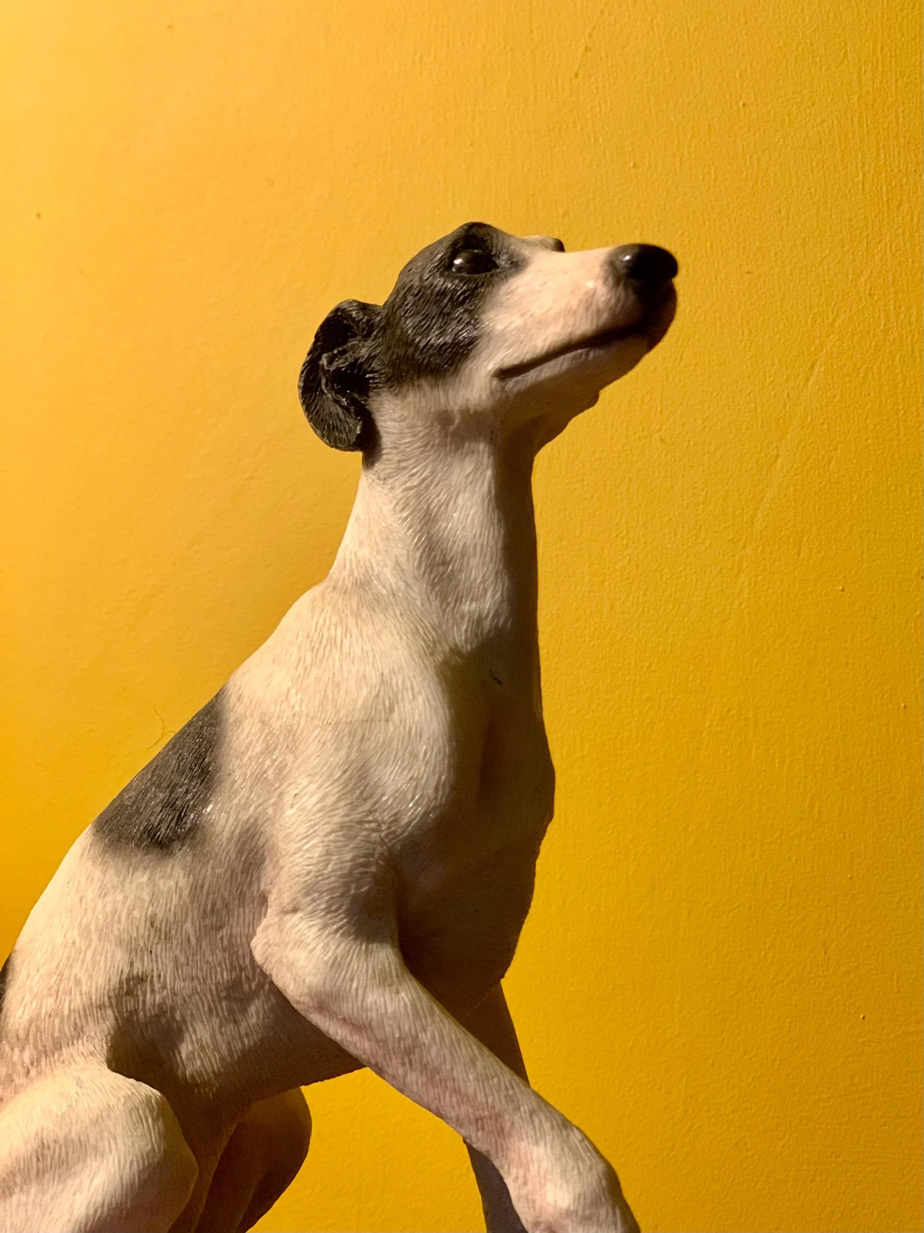 Sighthounds on Wheels