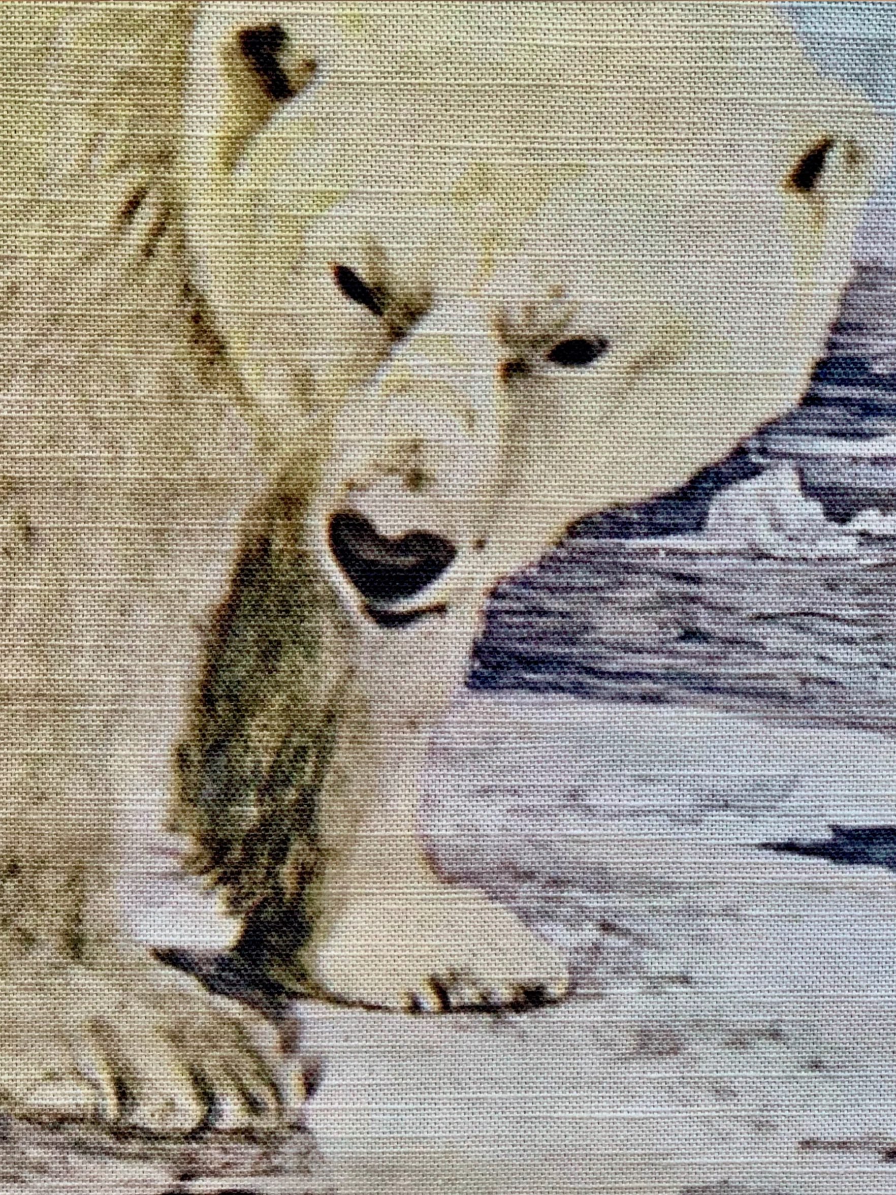 polar bear closeup.jpeg