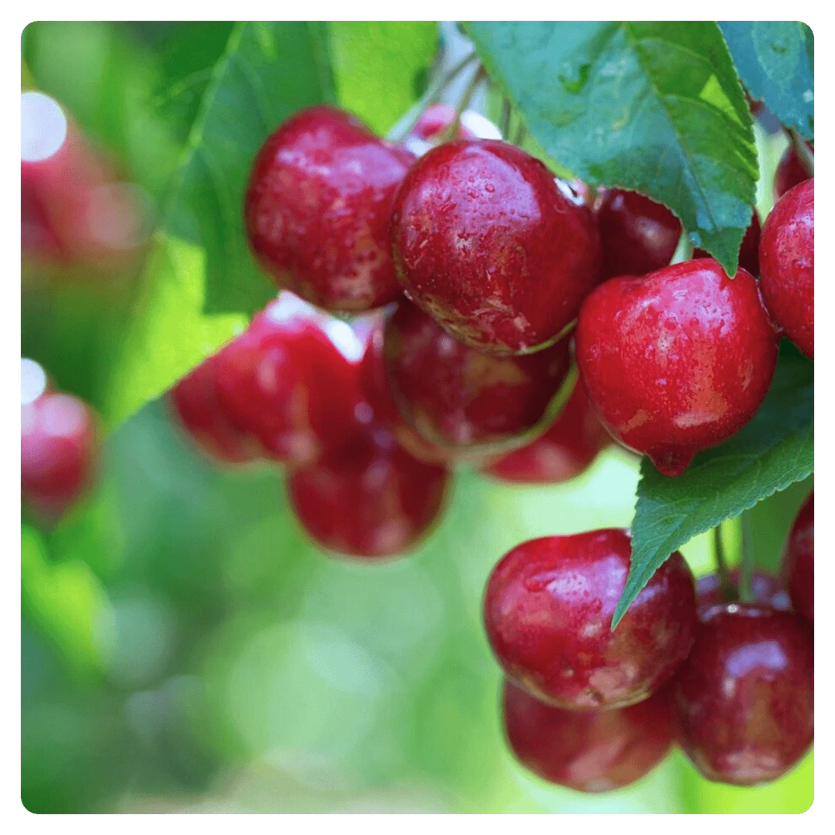 Where to Pick Field-Fresh Fruit Near London This July (And What to Do With It All Afterwards)