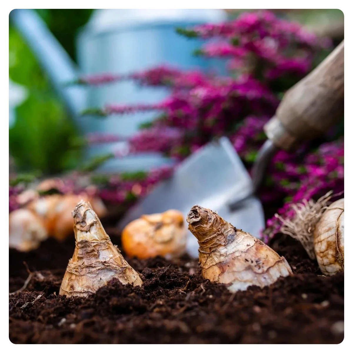 Your Garden’s Autumn Reset: What to Do Now for a Better Spring