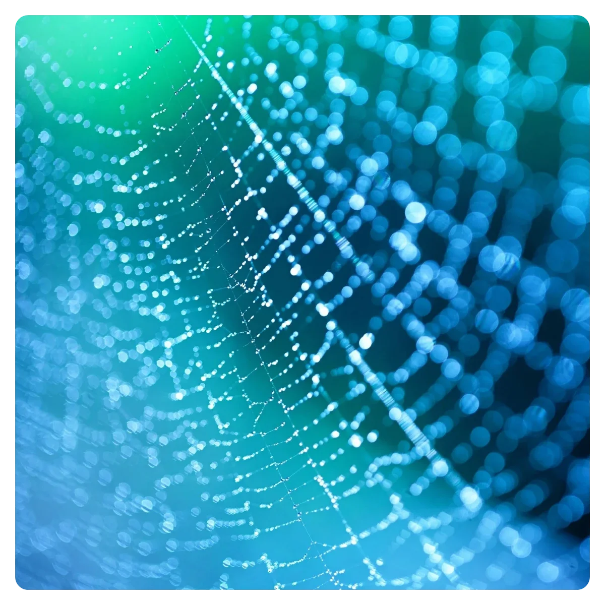 Spiders in the house! Everything you need to know