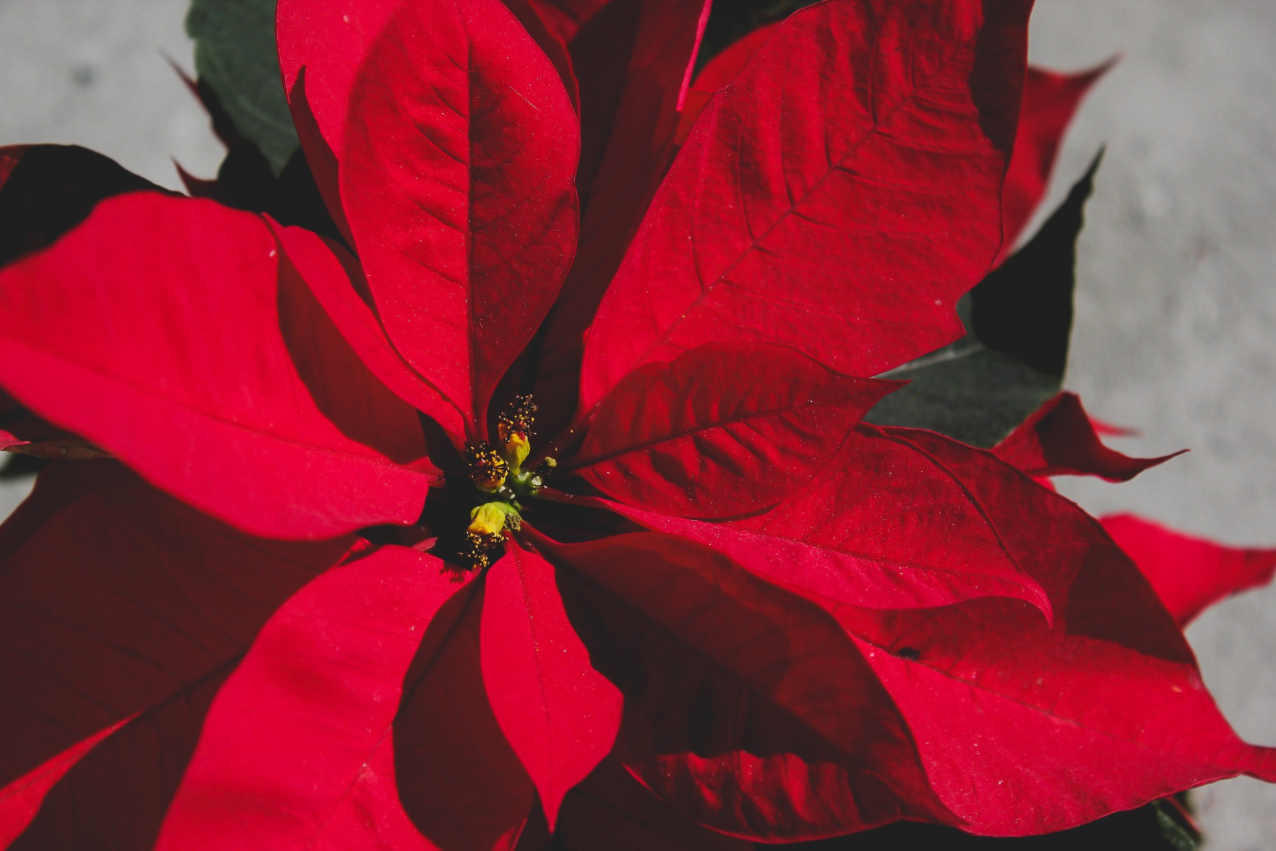 Christmas Memorial Flowers 