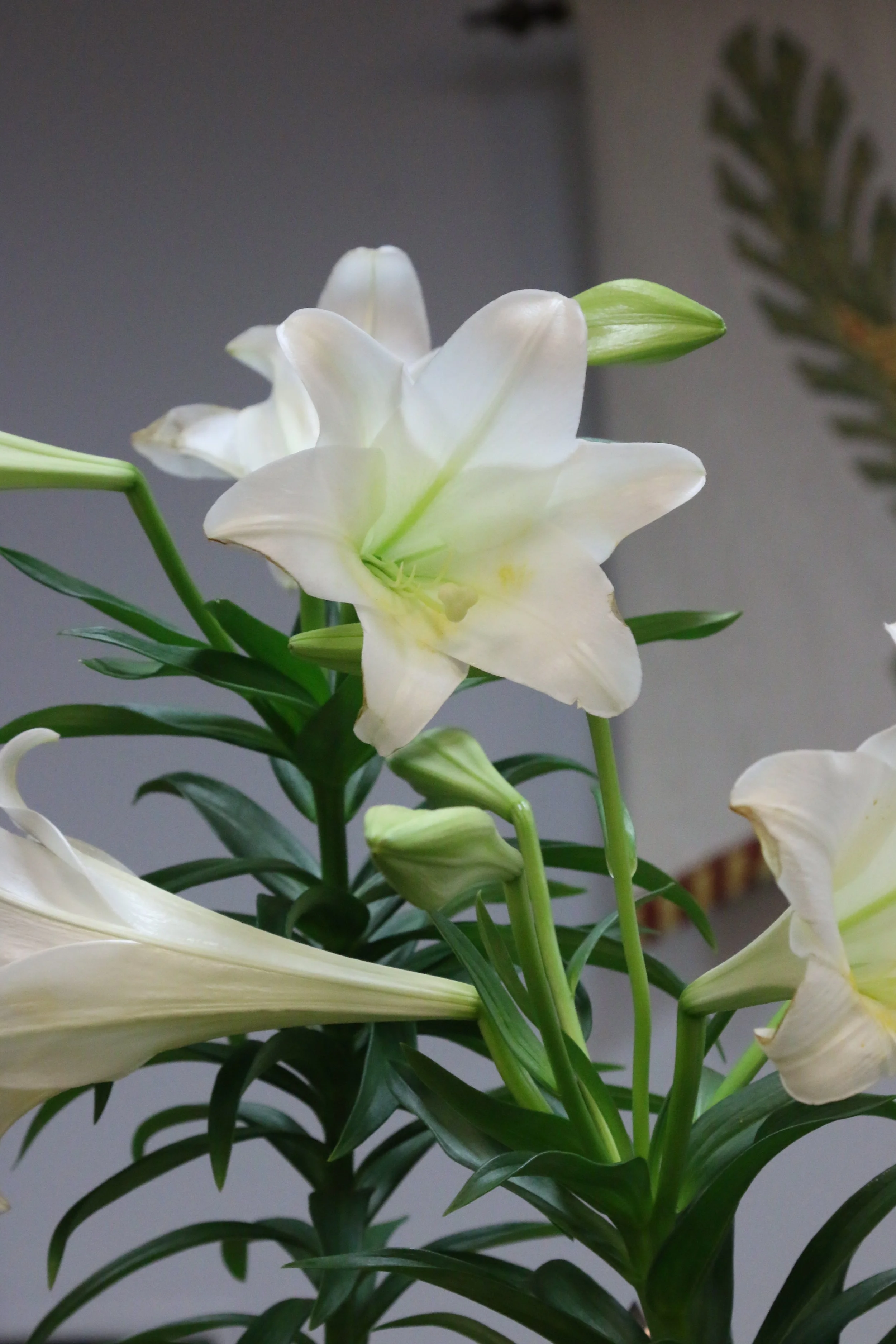 Easter Thanksgivings &amp; Memorials 