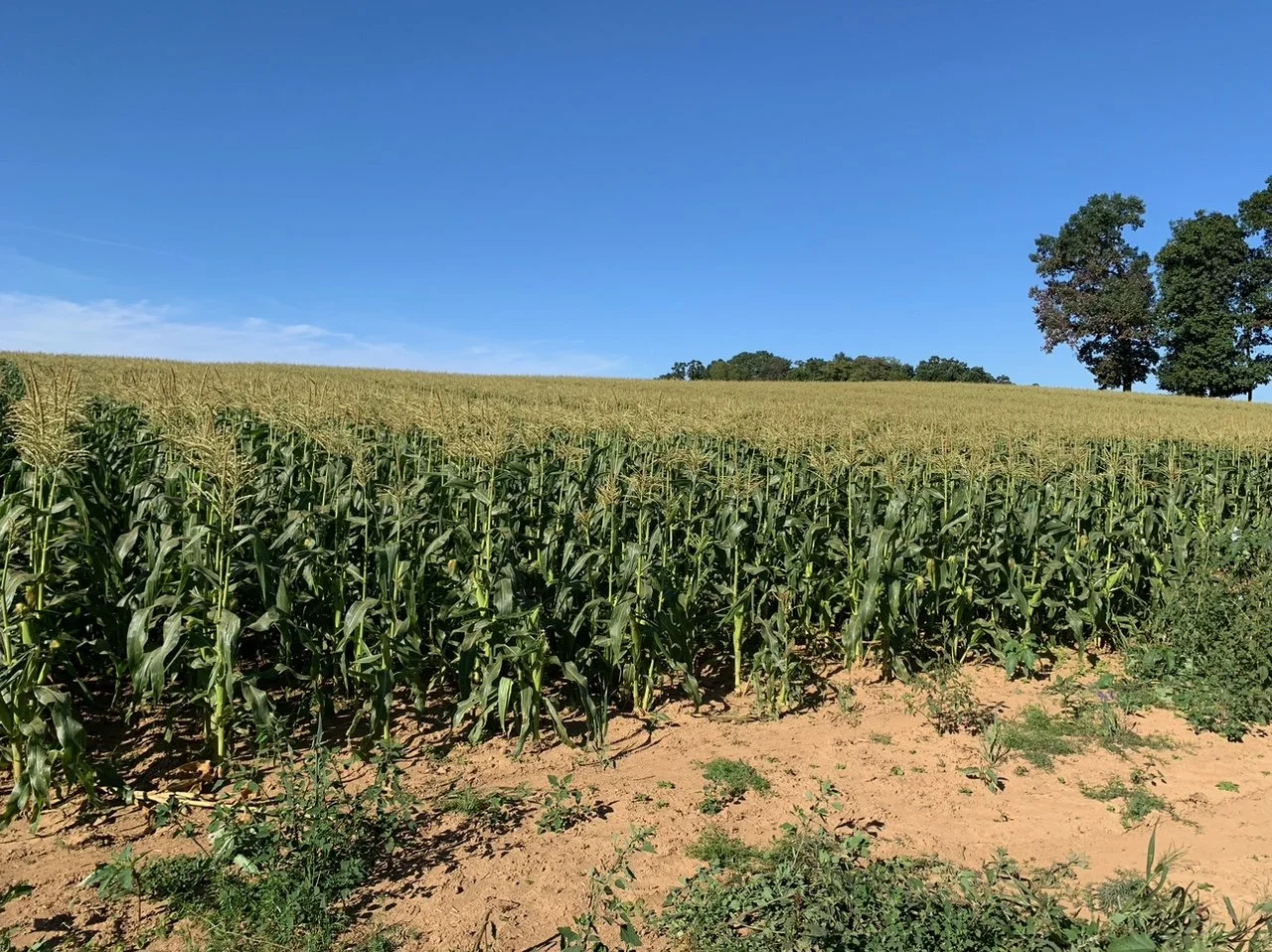 The Newsletter- September 5, 2024