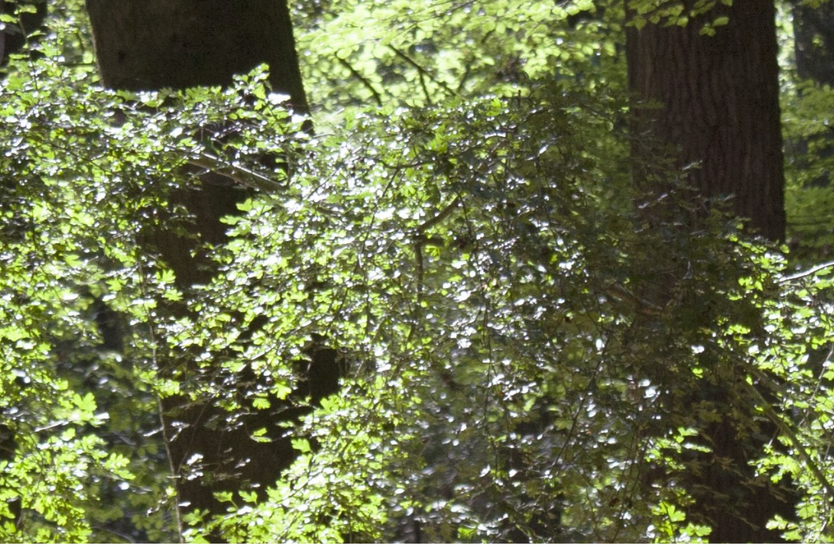 May 2026 Birthdays and Anniversaries