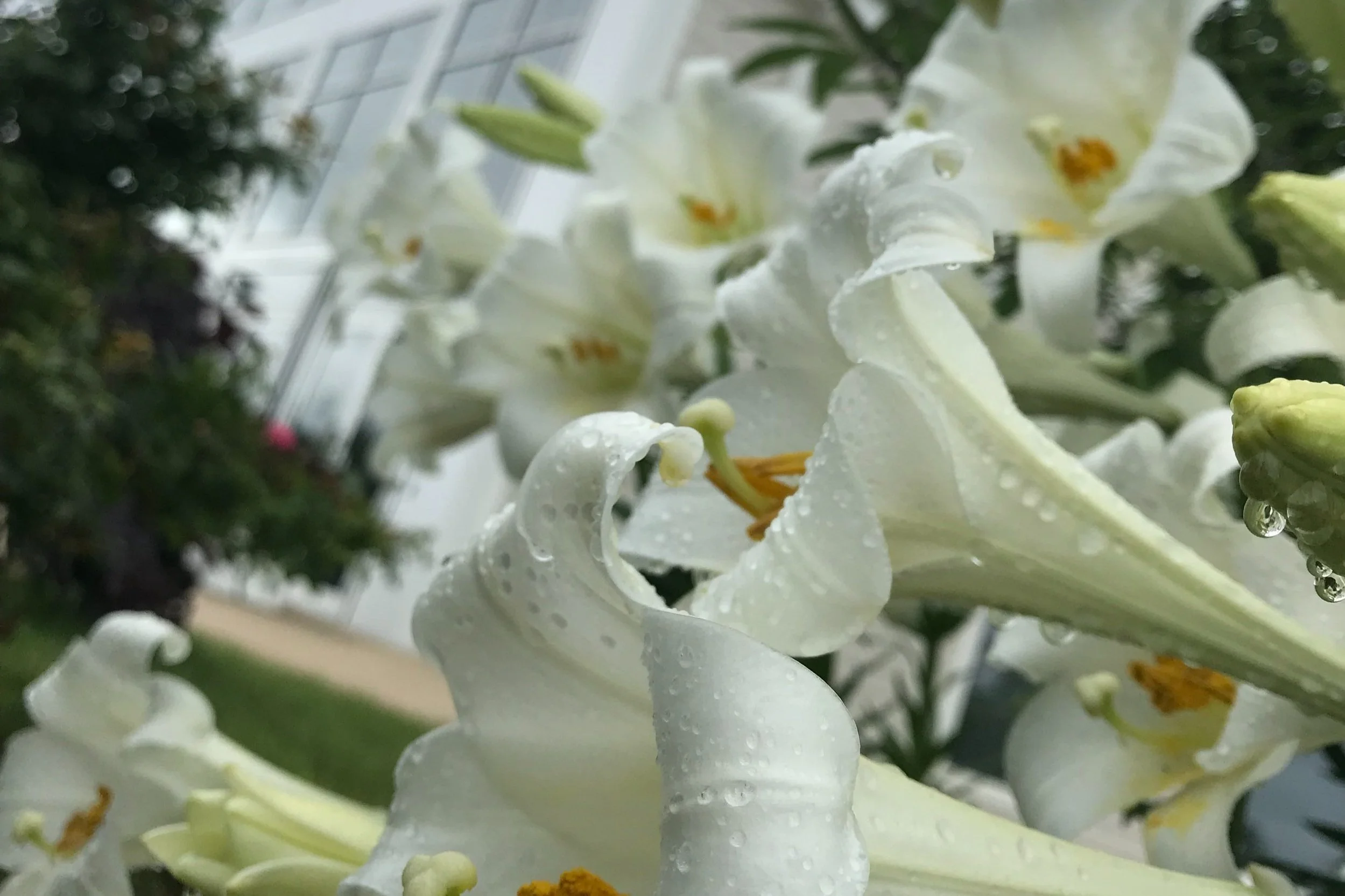 Easter Lilies Available for Pick-Up