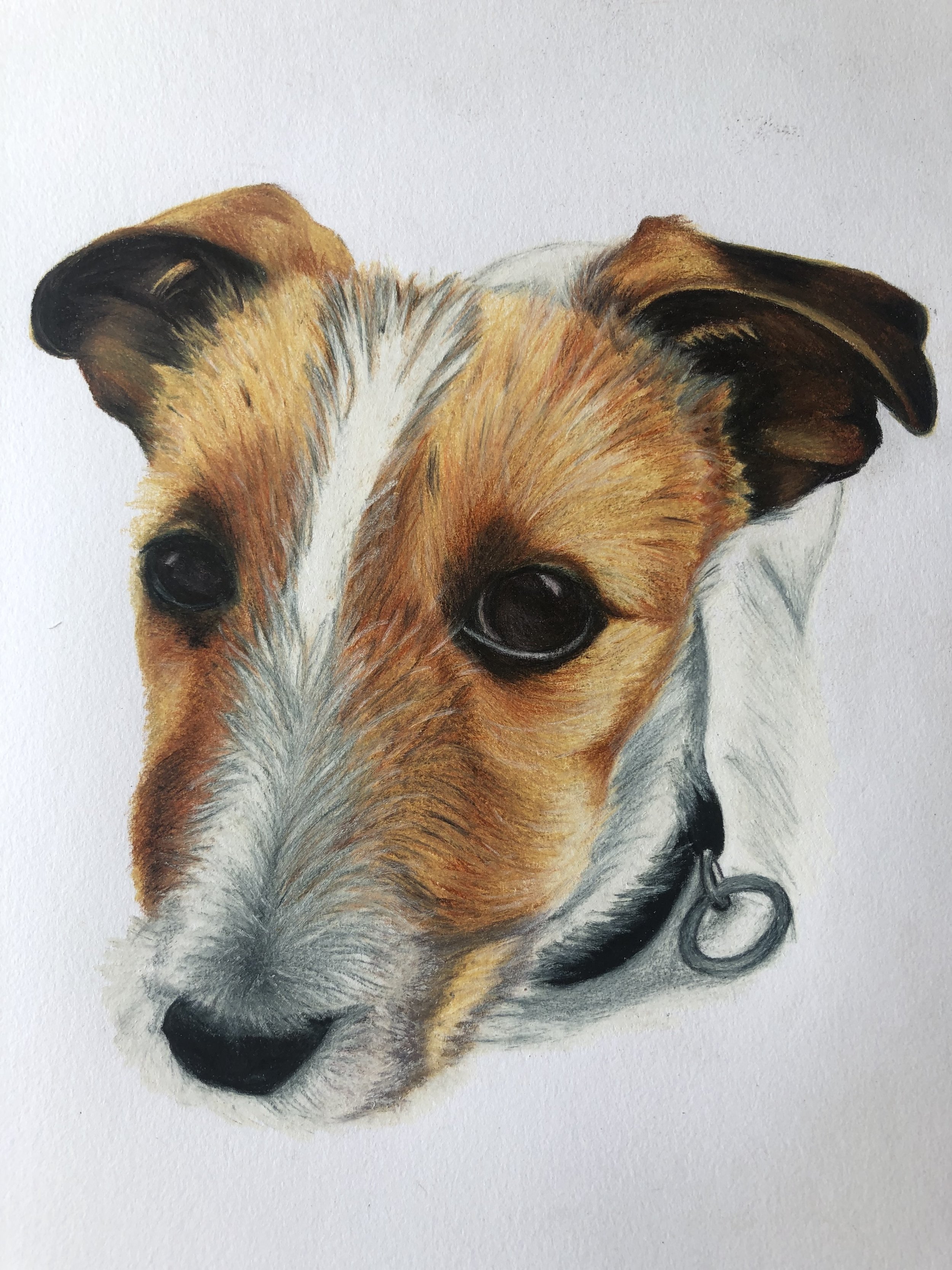 Drawing of Long Haired Jack Russell, Margot