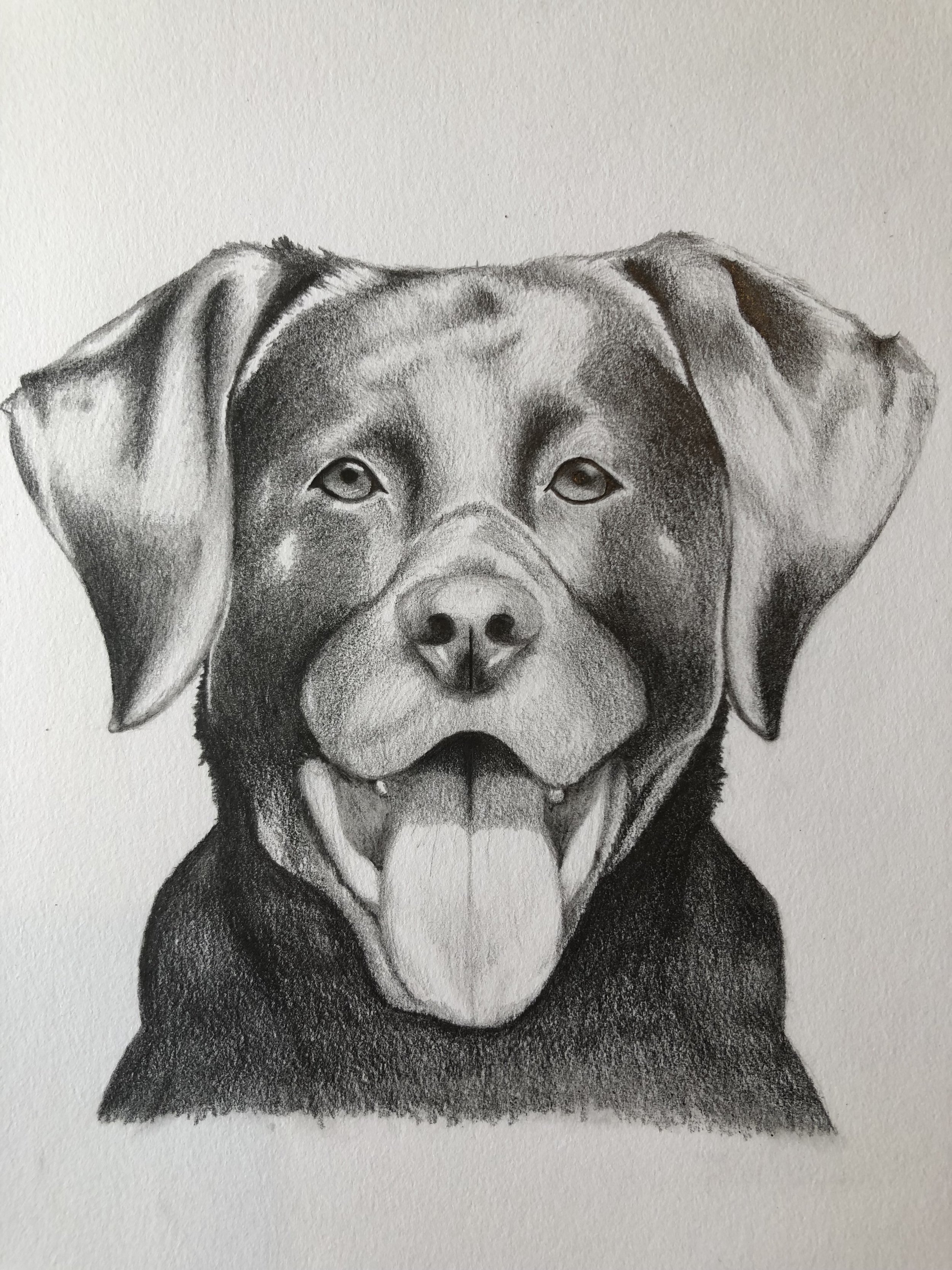 Drawing of our Labrador Logo, Milo