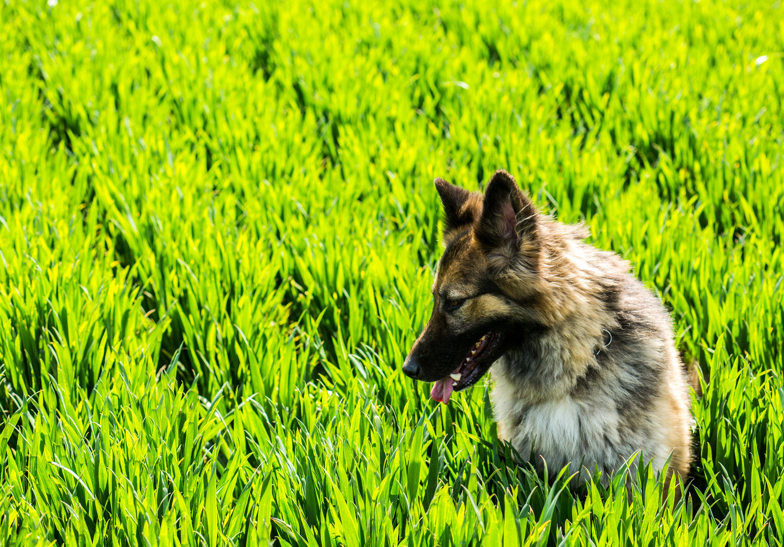 German Shepherd+having+fun+in+the+ Kent country fields.jpg
