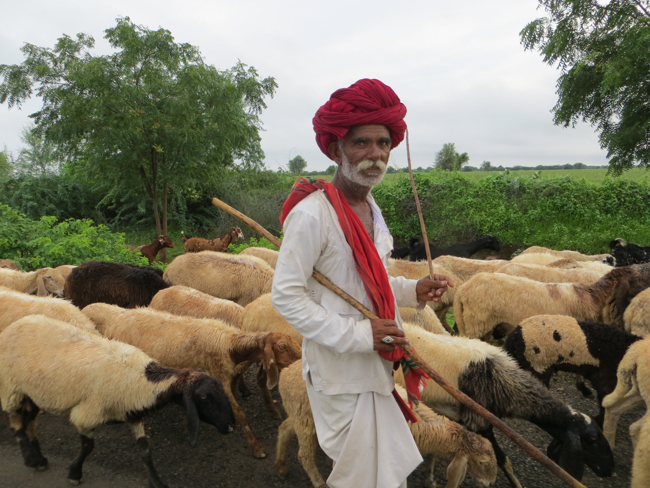  Rajasthan 