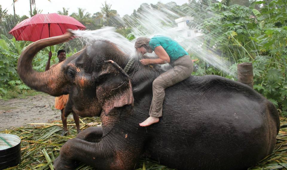  Elephant Bathing - Kerala 